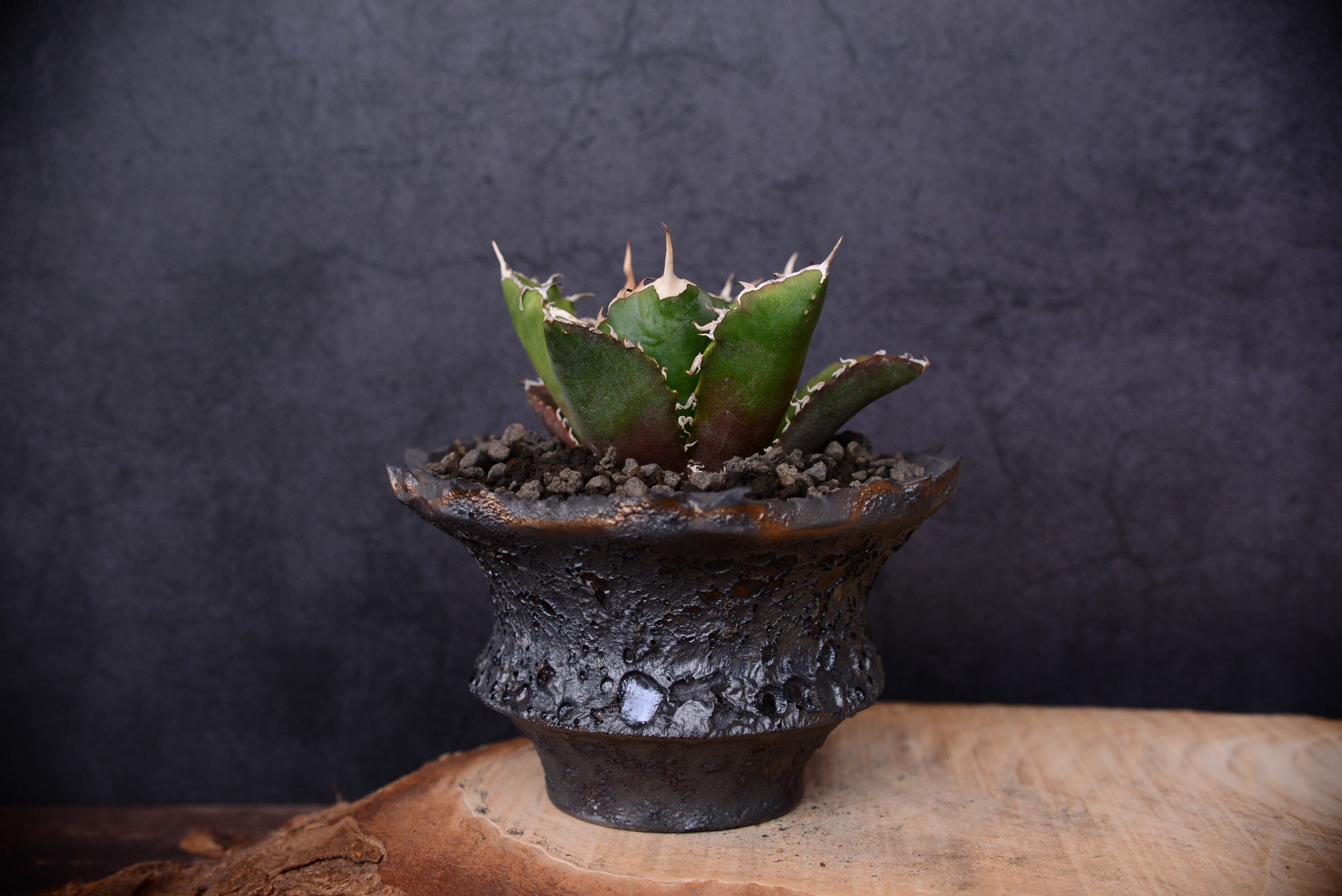 アガベ チタノタ 白鯨 ×「一点物 Crater Black 」 カタチ製作所 植込鉢