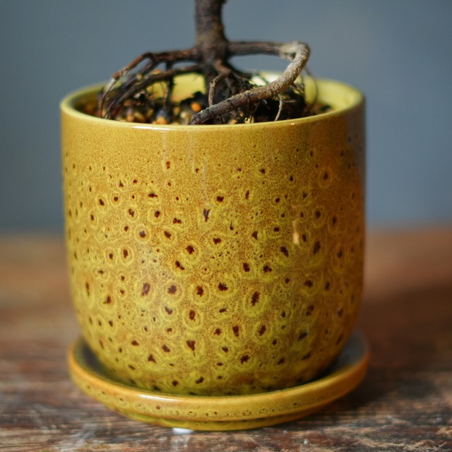 フィカス ジン 器セット