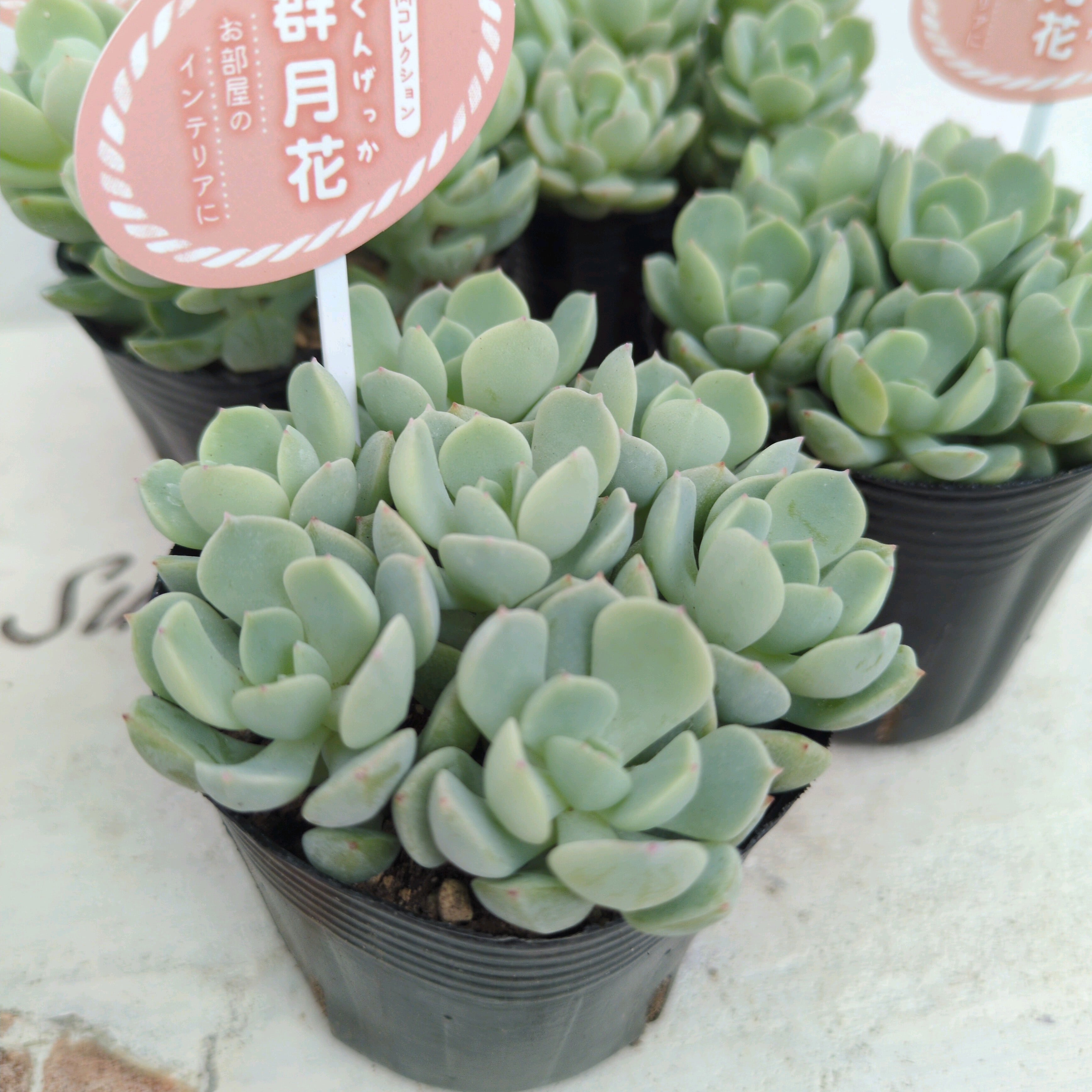 71 #多肉植物アエオニウム❤️孔雀❤️1大頭10小頭18cm拔き苗 71 #多肉植物アエオニウム❤️孔雀❤️1大頭10小頭18cm拔き苗 71 #多肉