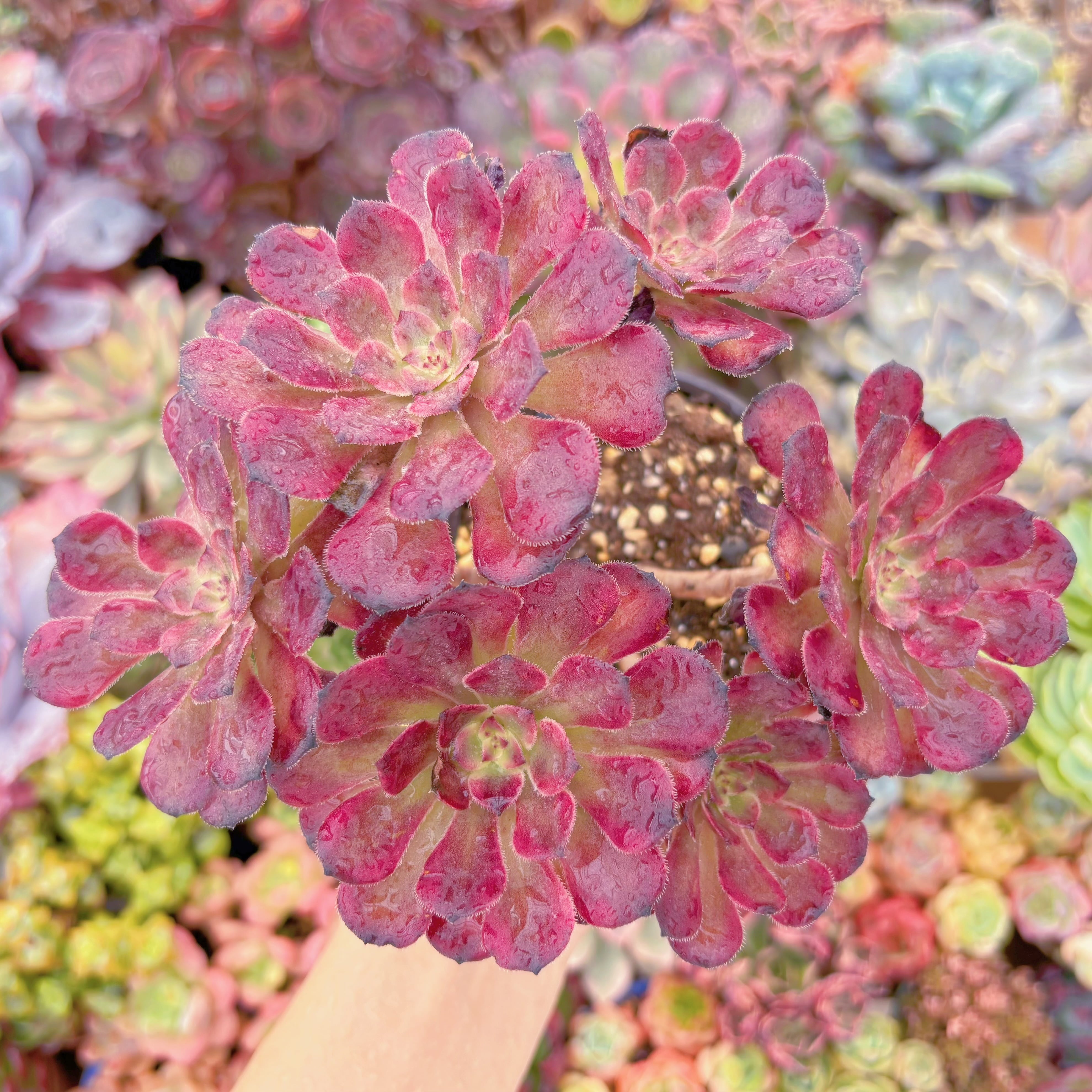 現品　ブラックチェリー#3015　大群生　るる農園