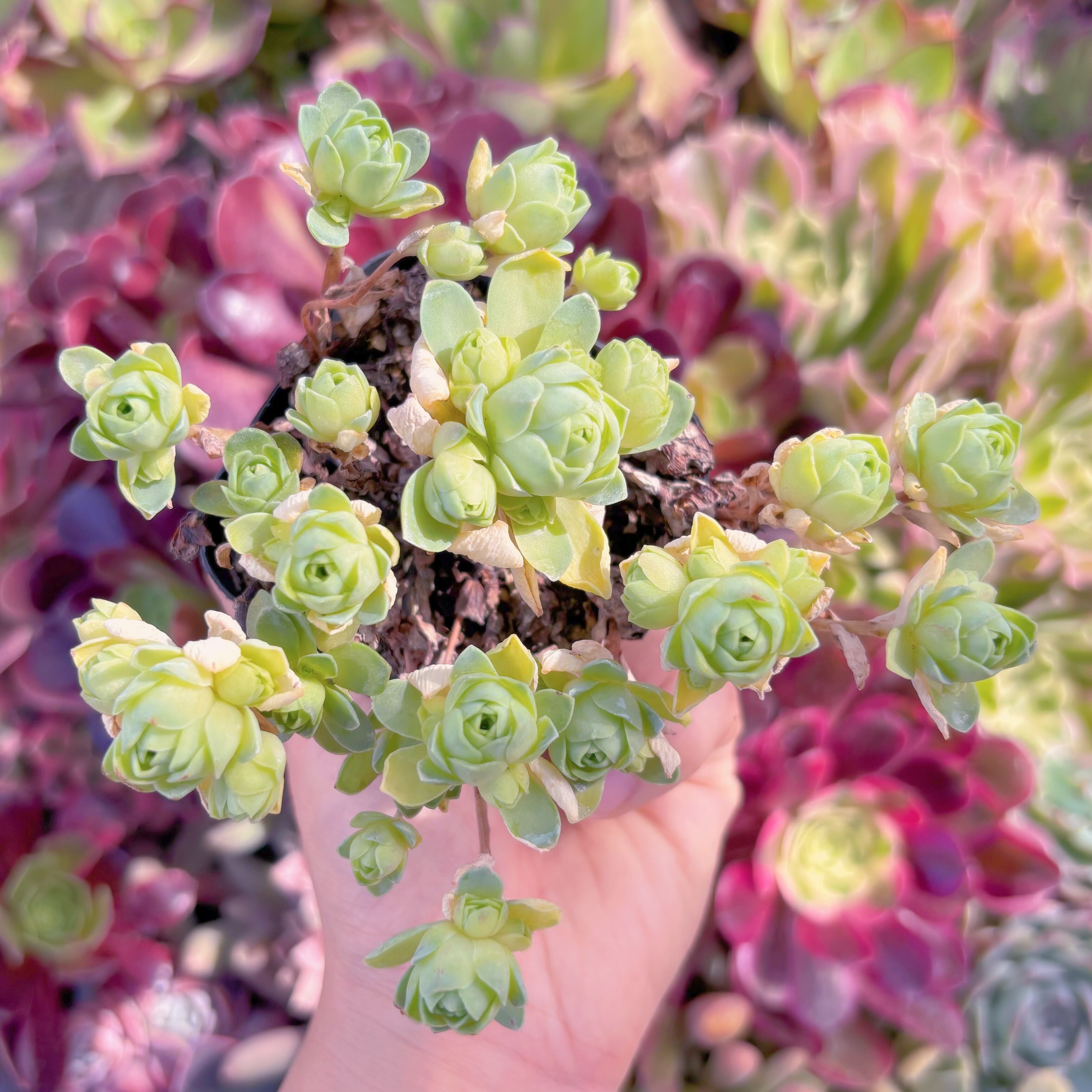 現品　ドドランタリス#2217　るる農園