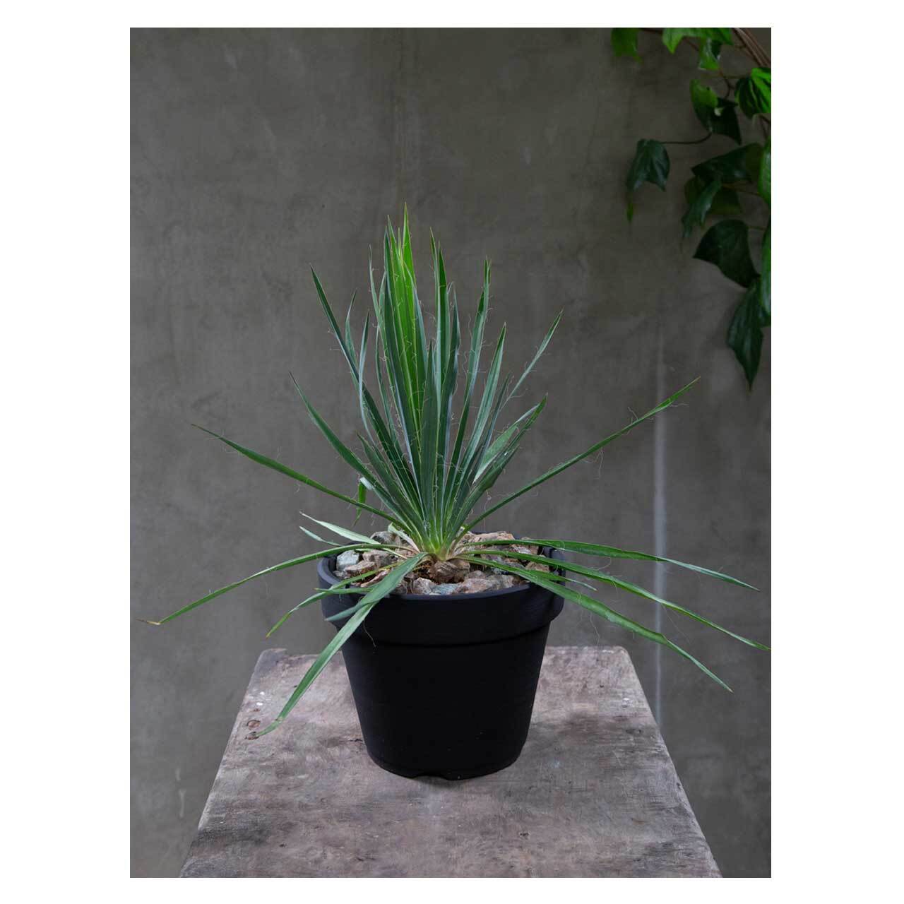 Yucca filamentosa | Seeding