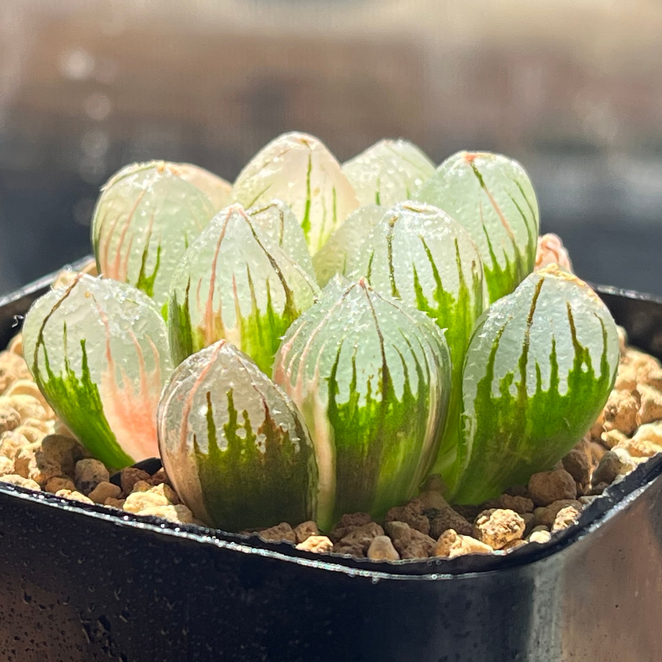 ハオルチア 白蓮 オブツーサ錦 | mocono_plants