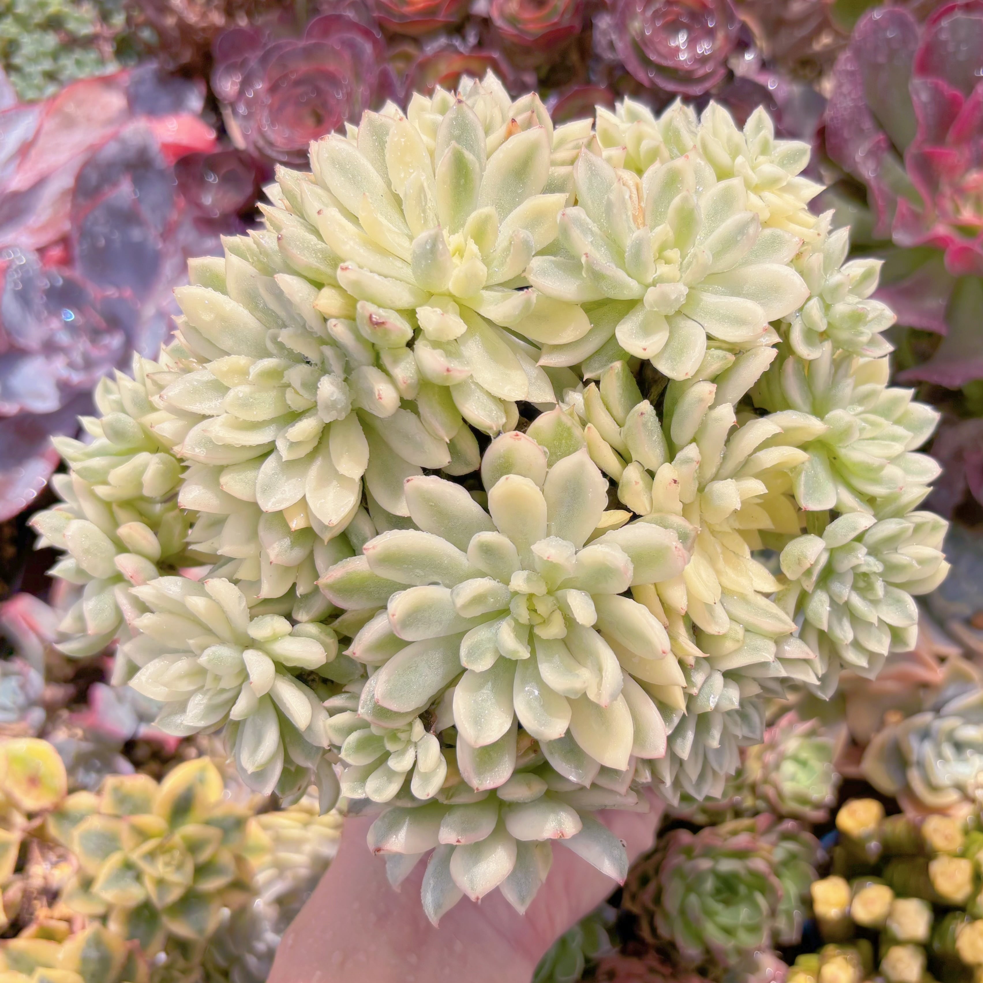 現品　女雛錦#D17　るる農園