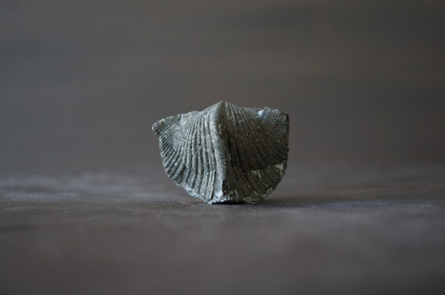 黄鉄鉱化腕足類化石　Paraspirifer bownockeri