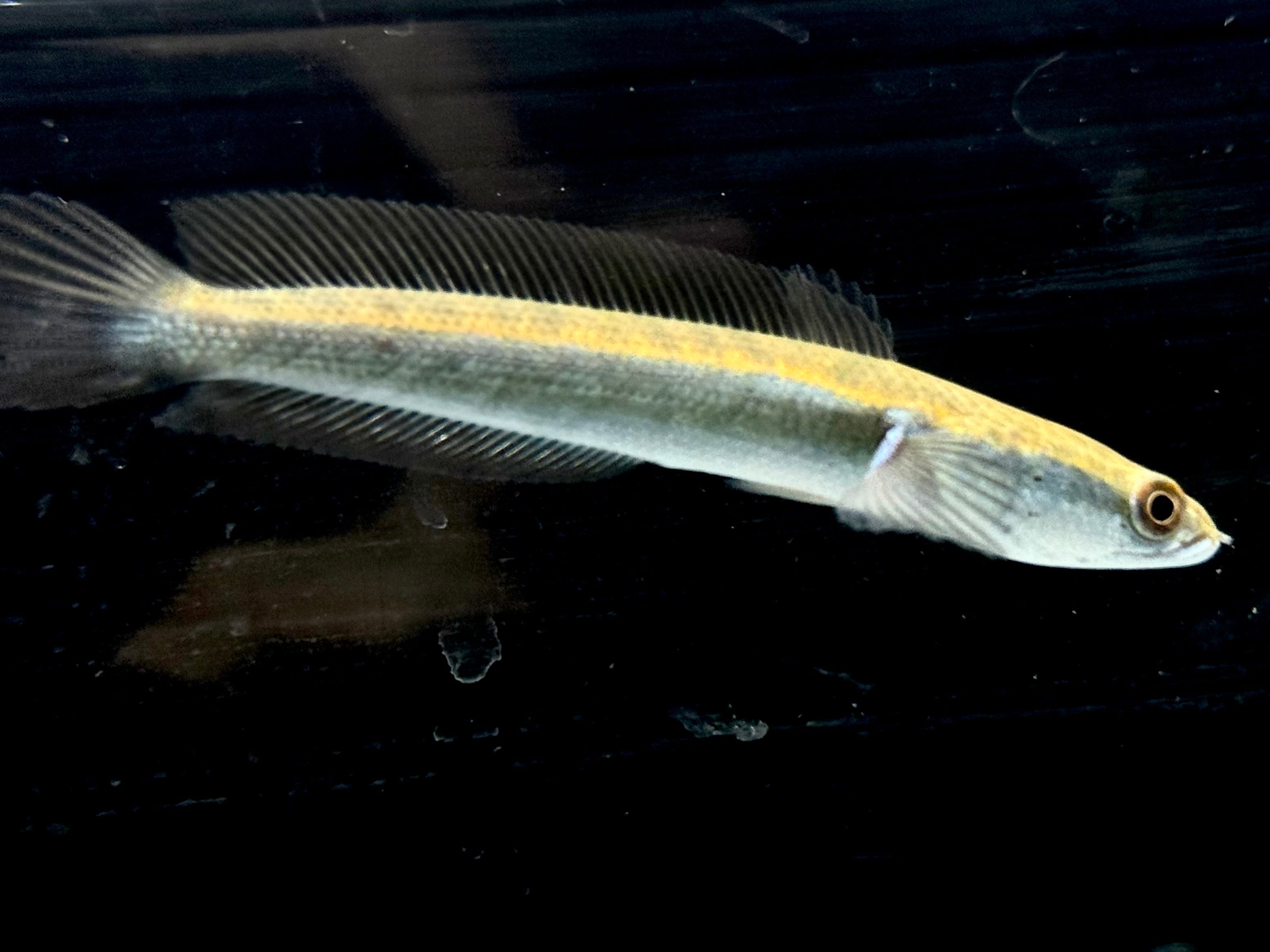 イエローマルリオイデス 7〜8cm± | AQUASTYLEG イエローマルリオイデス 7〜8cm± | AQUASTYLEG