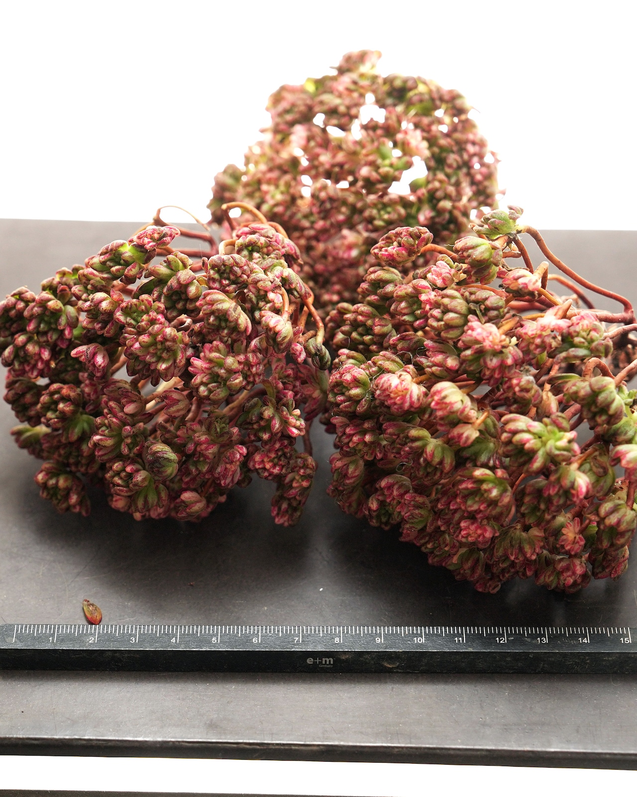 カット苗 アエオニウム 小人の祭り錦 木立 大群生 Aeonium sedifolium f.variegata