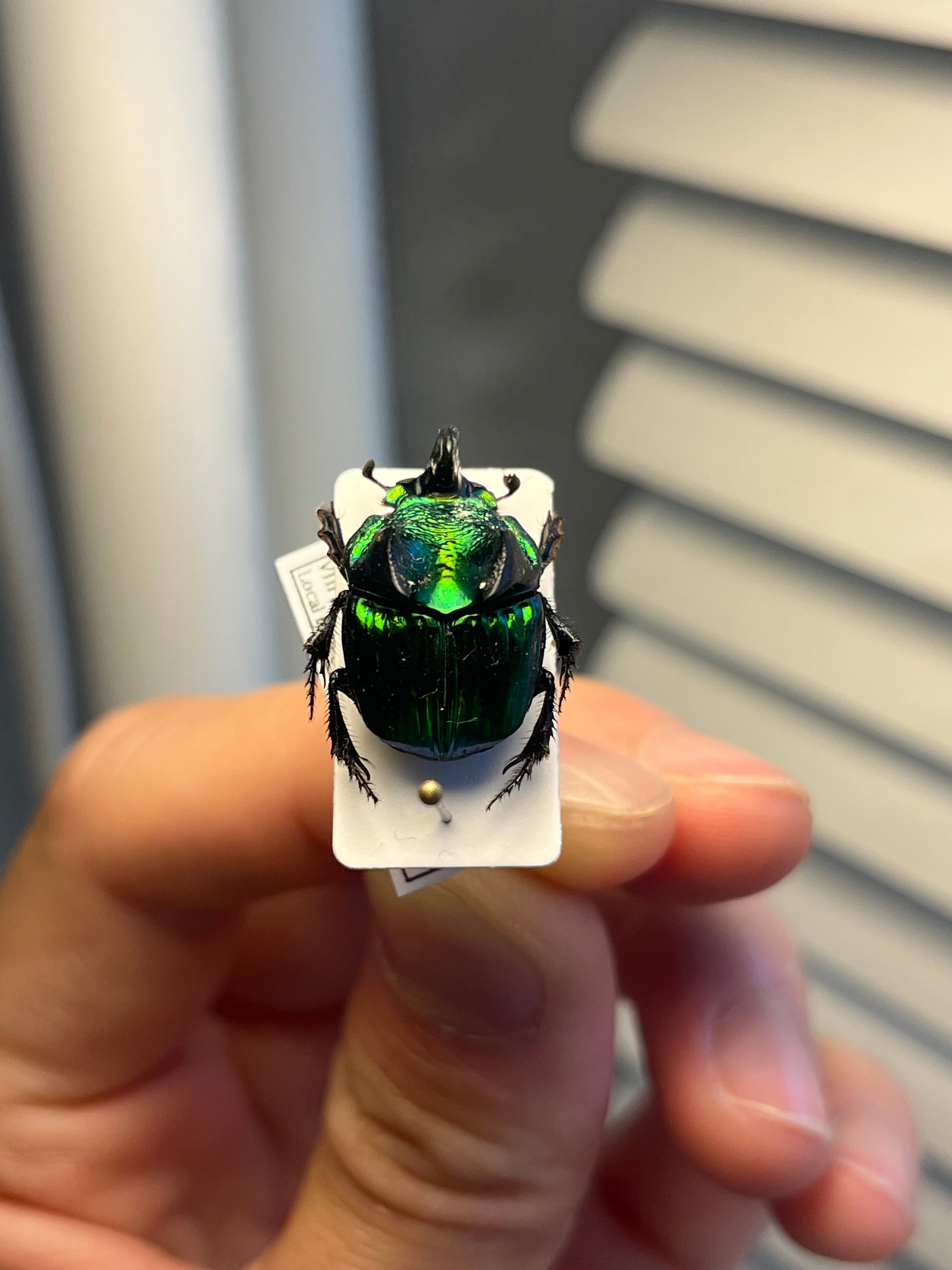 17mm♂】デーモンニジダイコクコガネムシ 糞虫フンチュウフンコロガシ