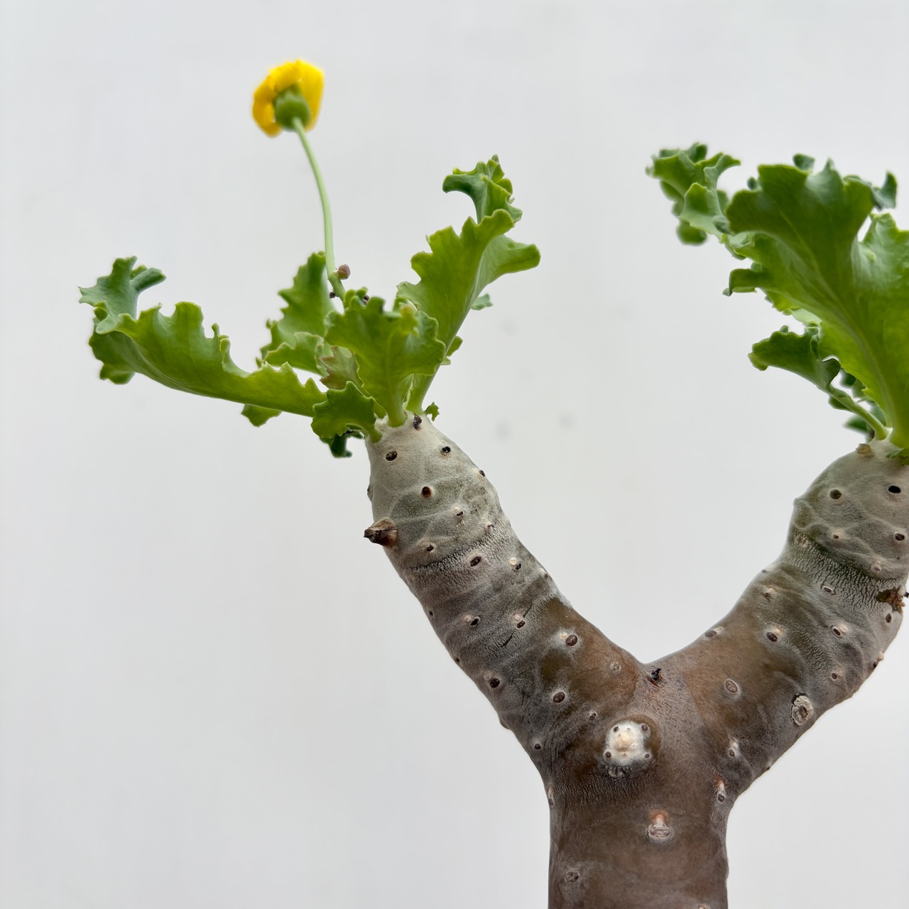 Othonna cremnophila【オトンナ・クレムノフィラ・実生】