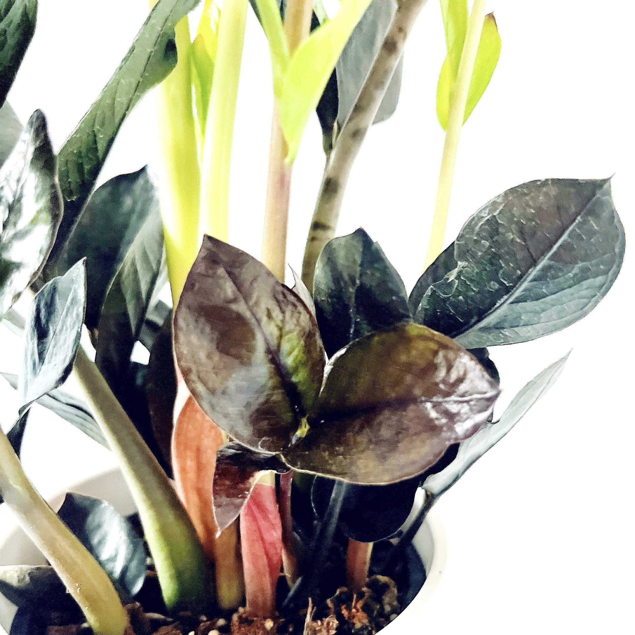 観葉植物 ザミオクルカス ブラック ゴールデン