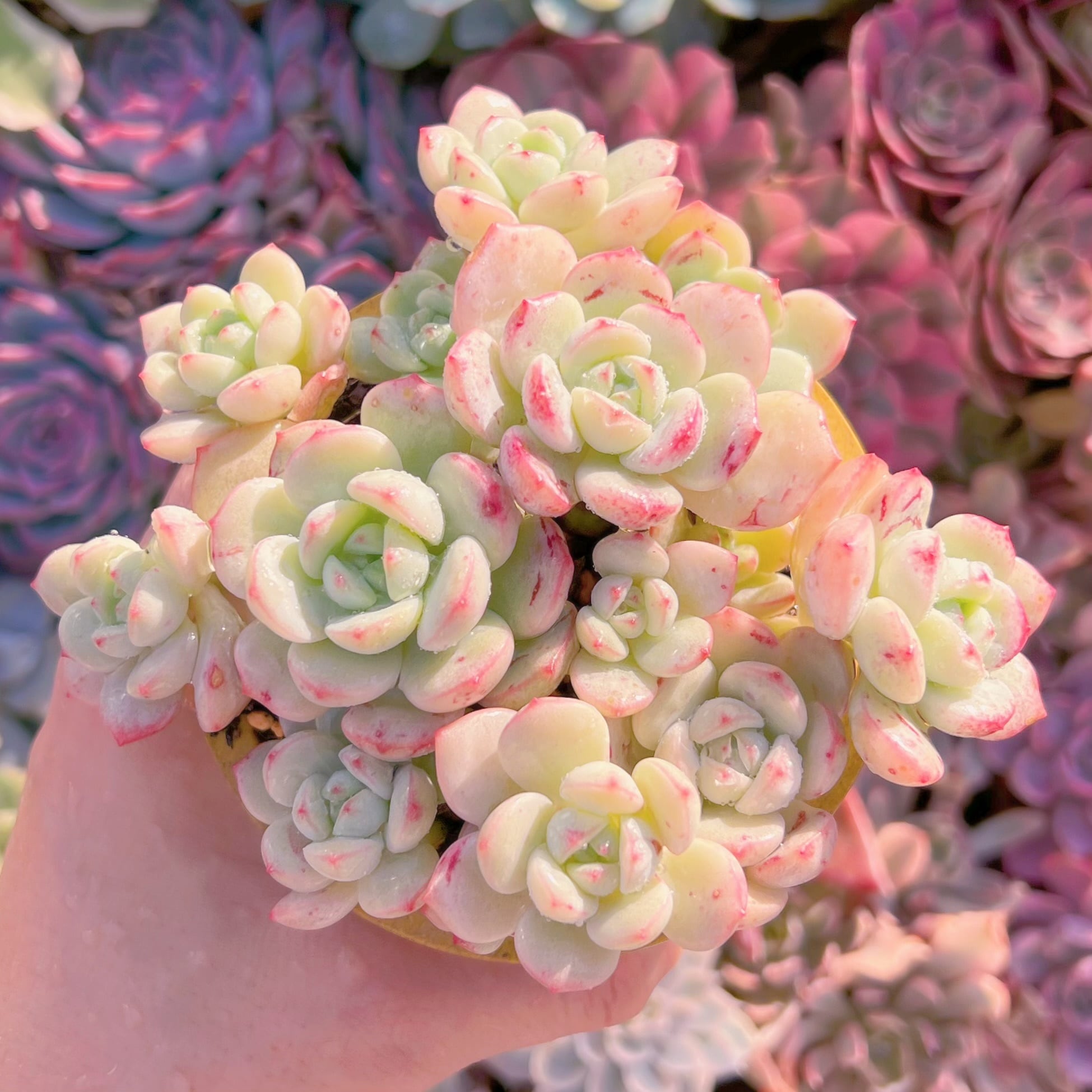 現品　バニラビス#1164　るる農園