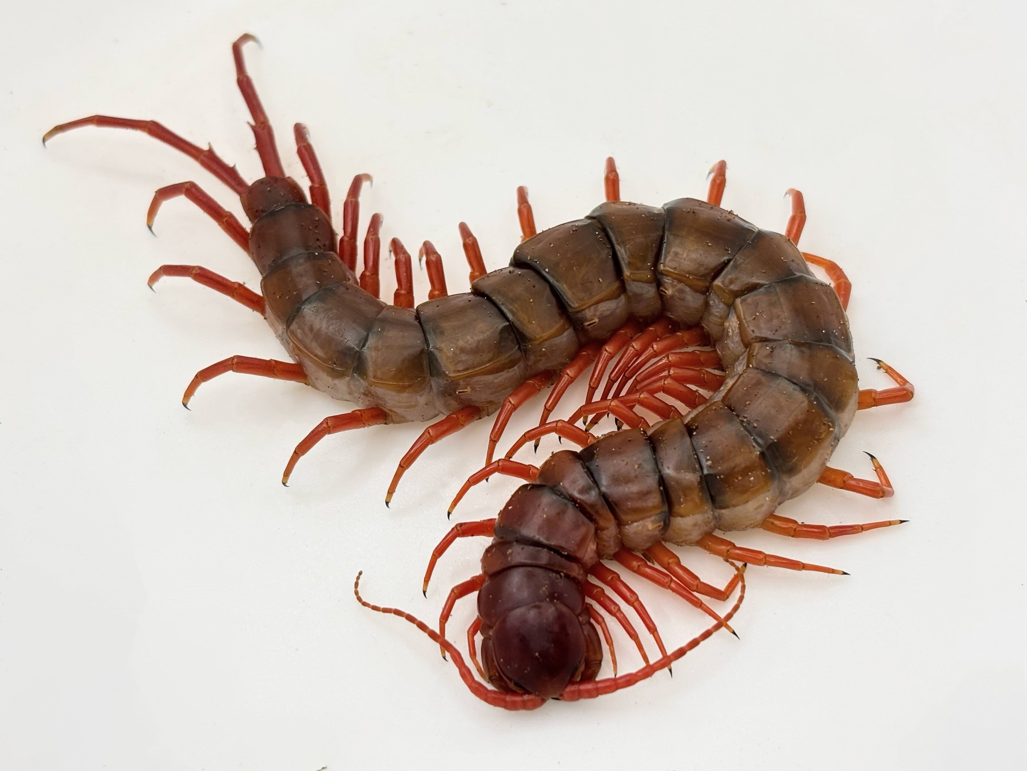 ペルビアンジャイアントセンチピード 1匹 | まるころ商店〜まるくて