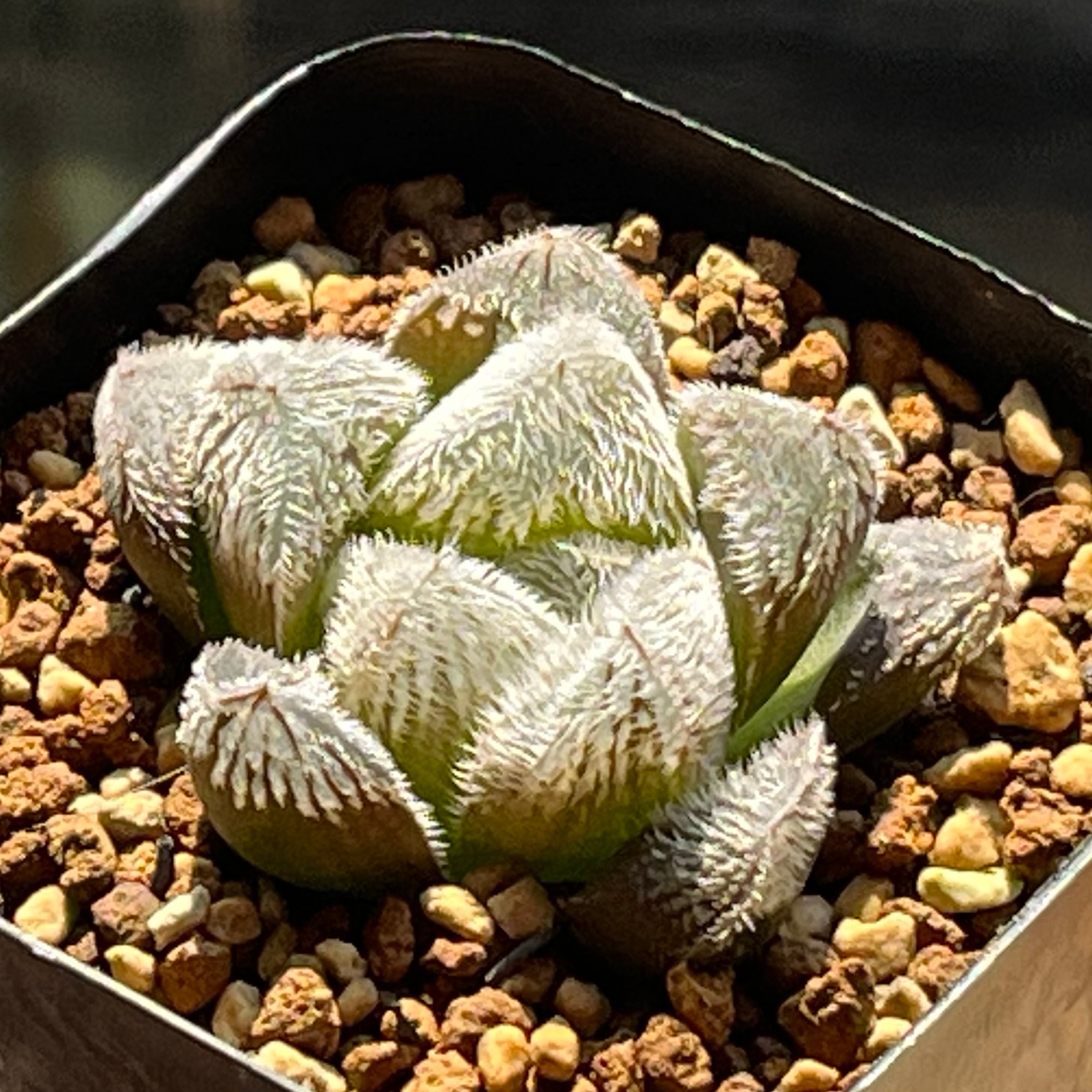 ハオルチア アトロフスカミュータント錦 | mocono_plants