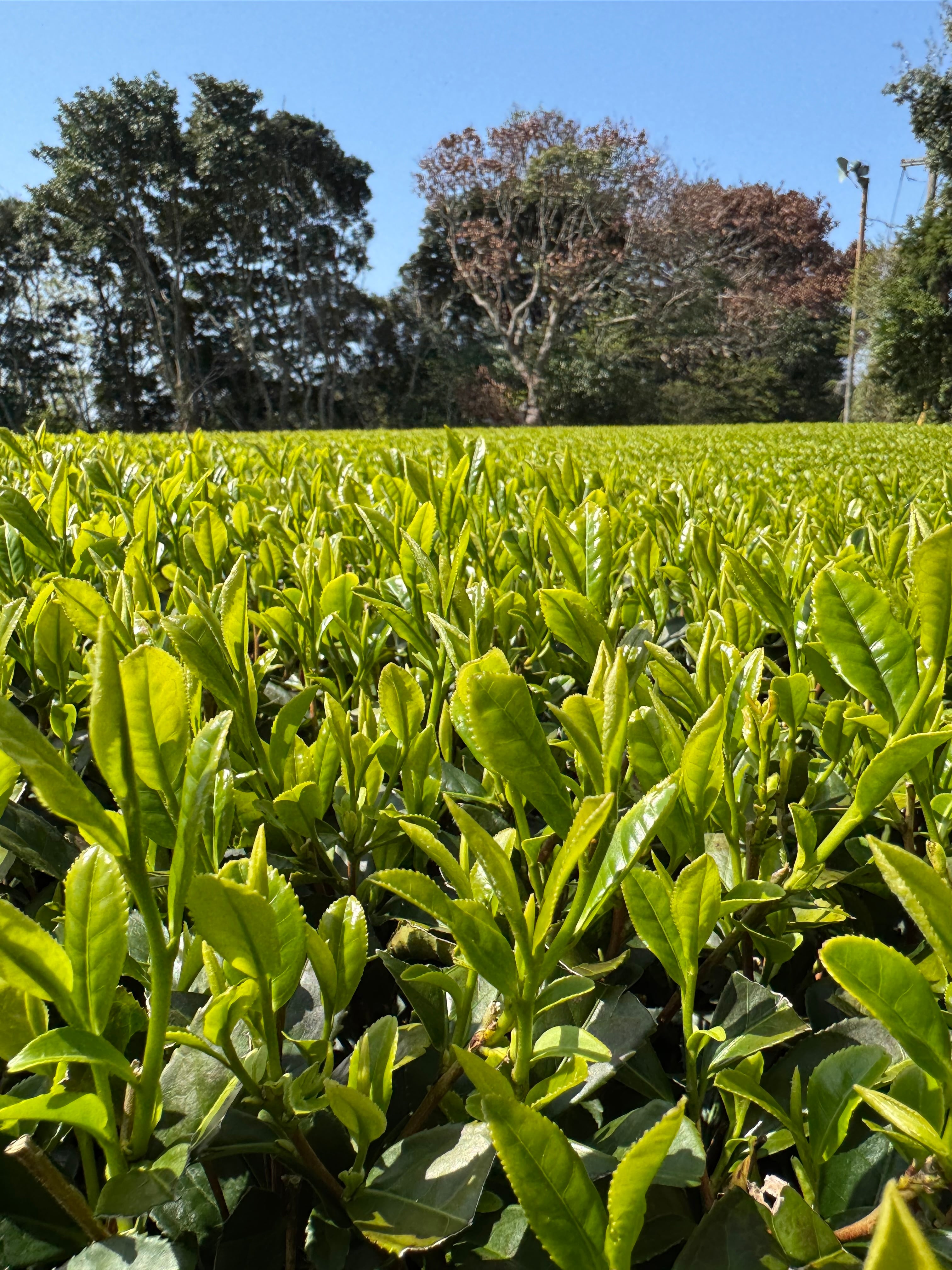 R8新茶 くりたわせ 100g | 射場（勇）製茶