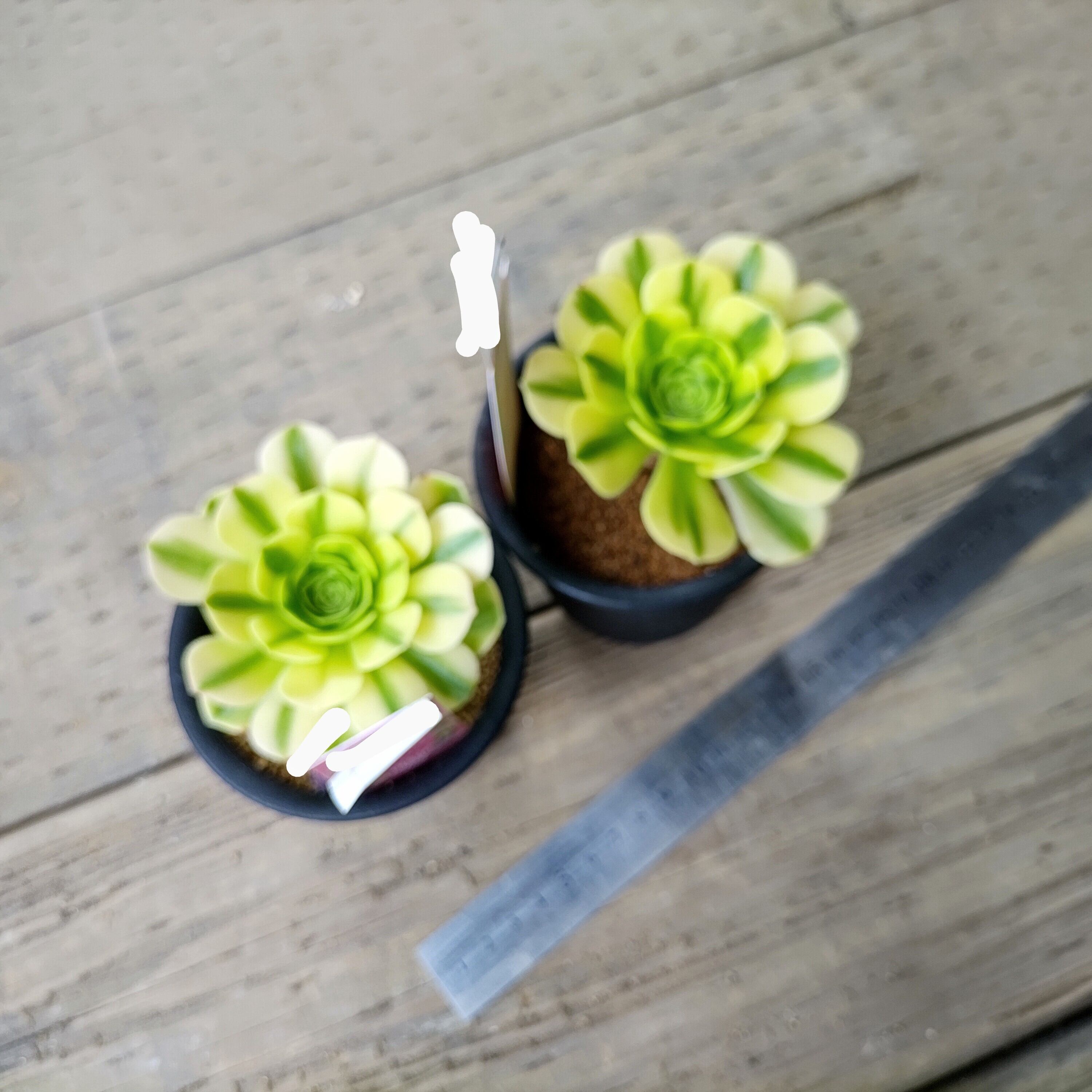 マバハ(アエオニウム) | RuPo 多肉植物専門店