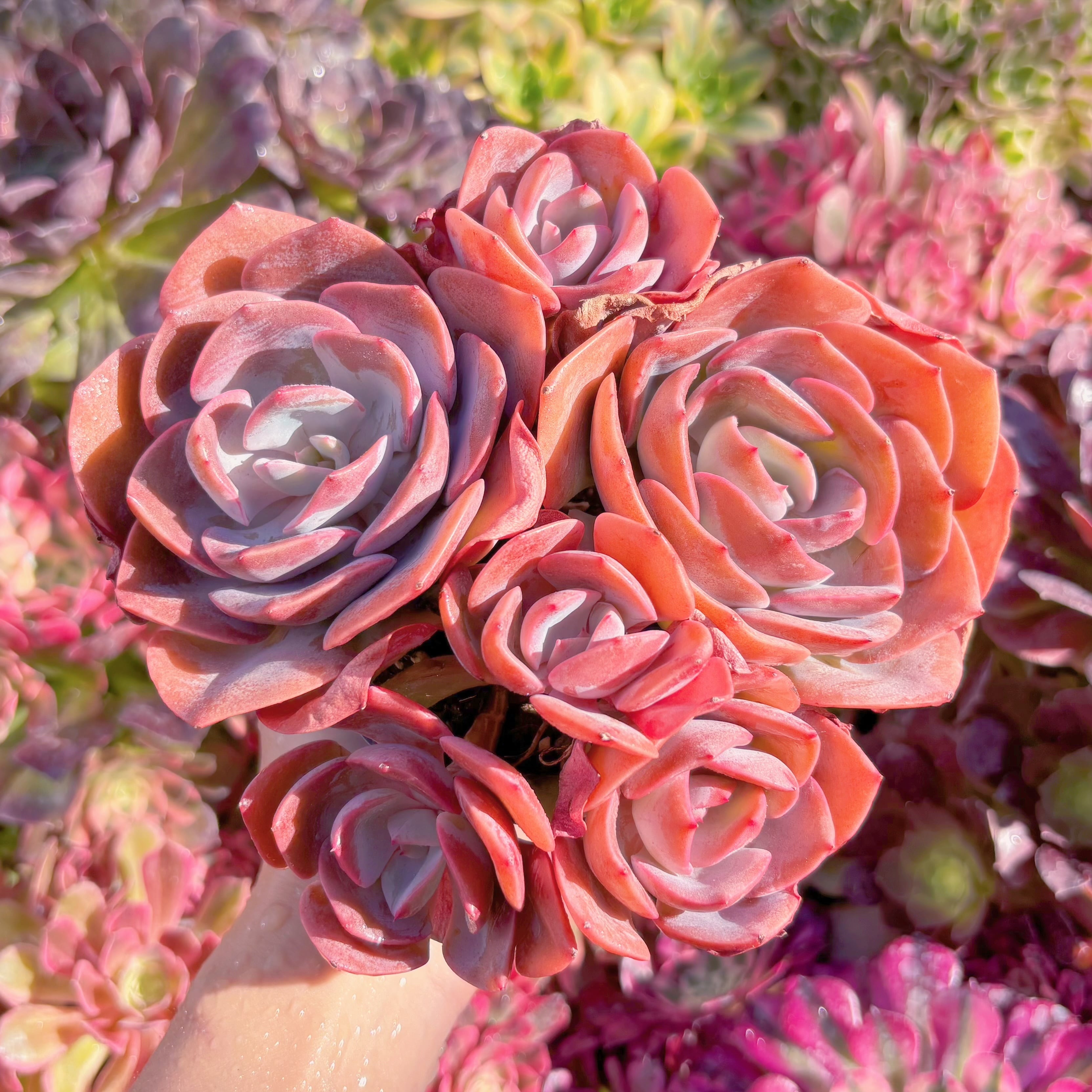 現品　Dusty Rose#907　特特大群生　新入荷　るる農園