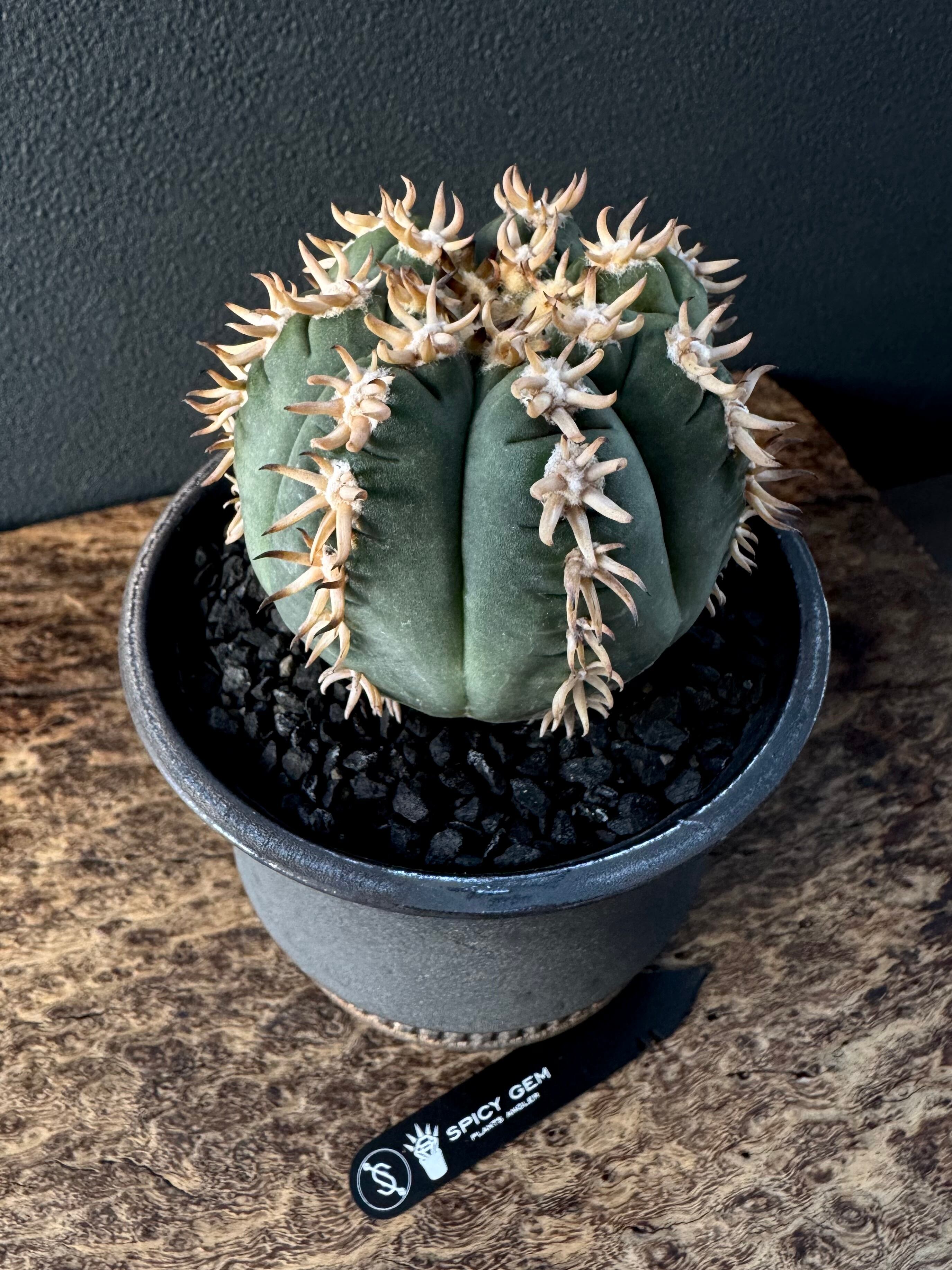 短棘天平丸Gymnocalycium spegazziniif f.unguspinum | spicygem