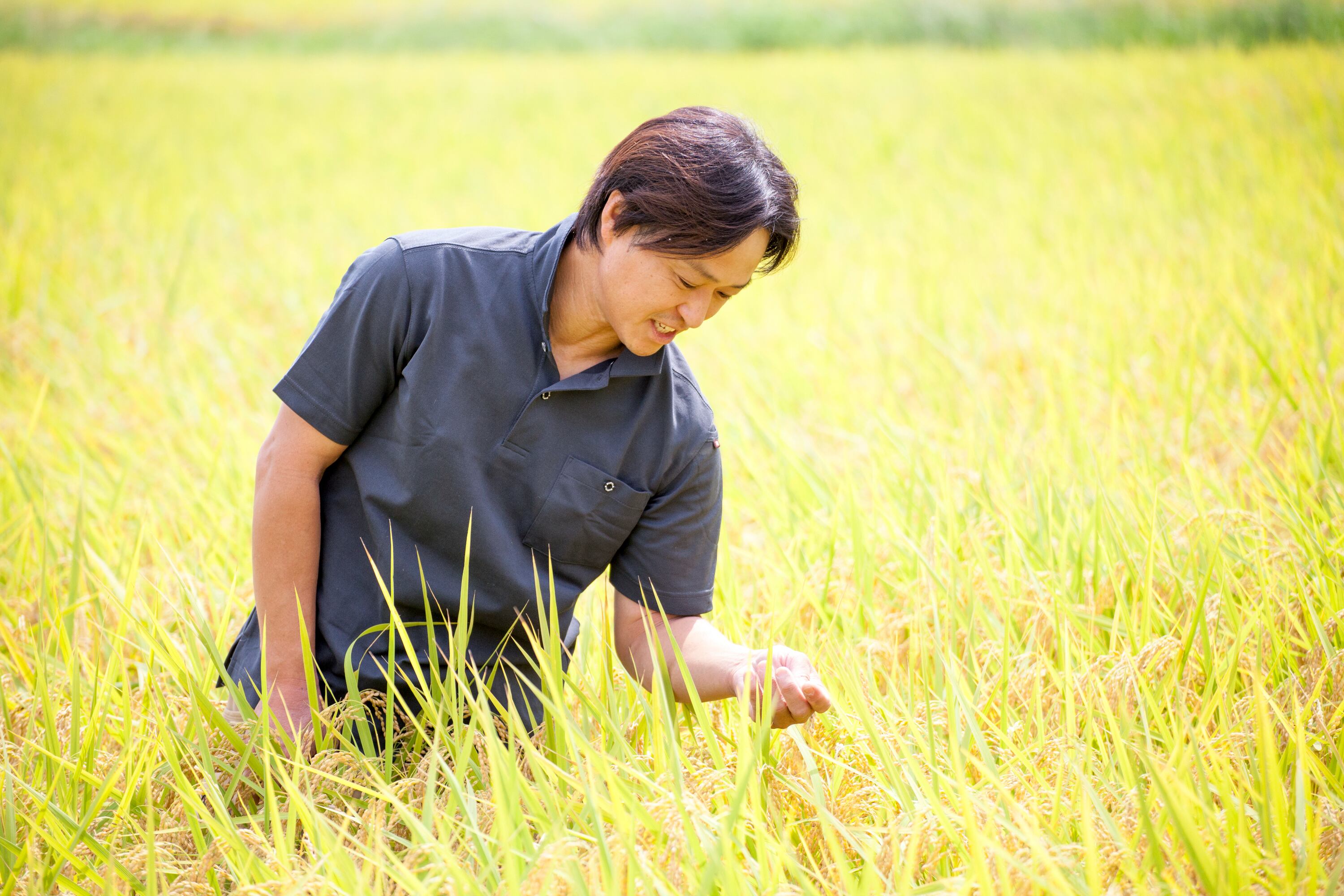 茅野農園 農薬化学肥料不使用 コシヒカリ『天雫の瑞穂』4kg（2kg×2袋入