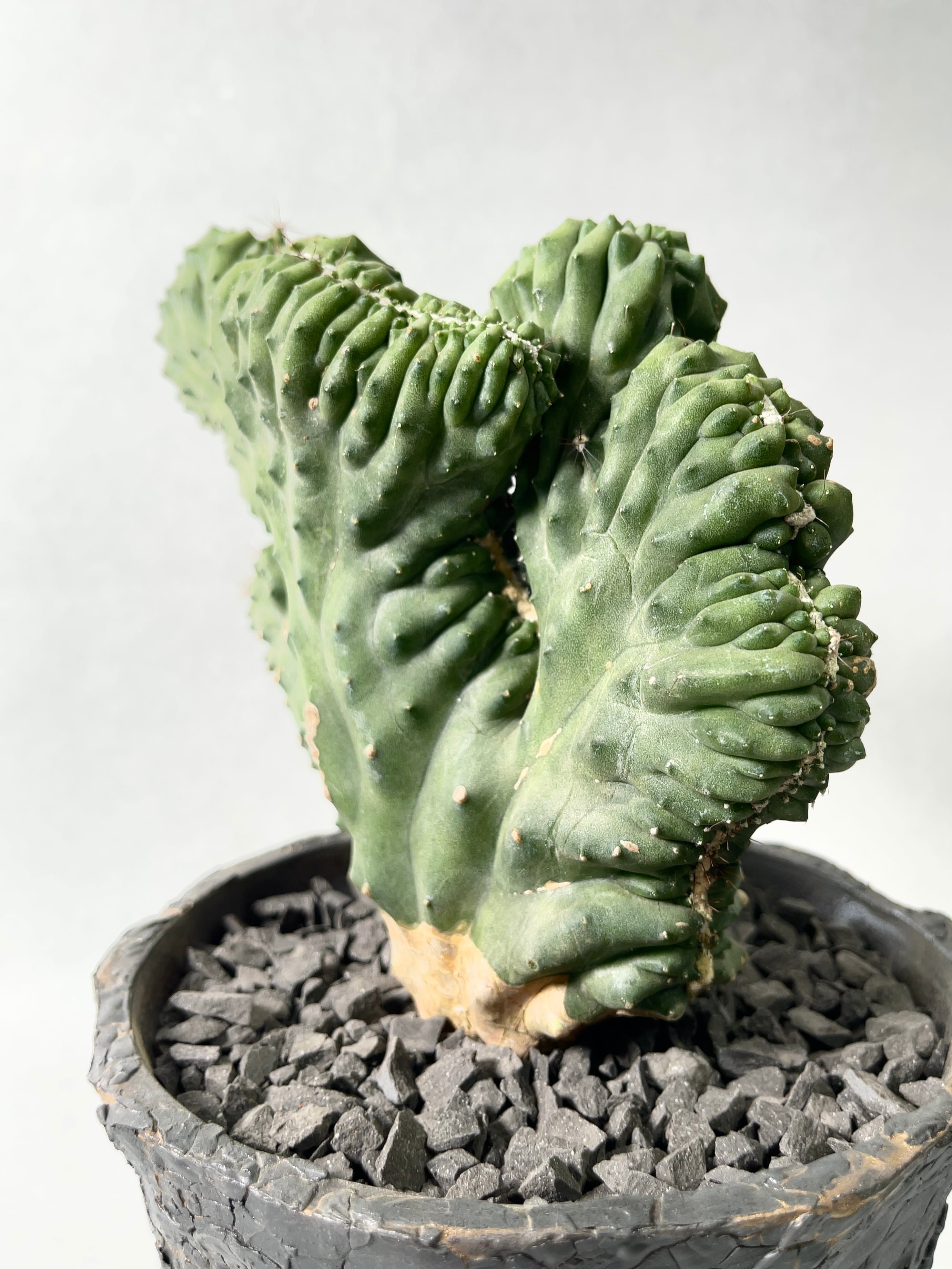 セレウス・獅子の峰 | trigger