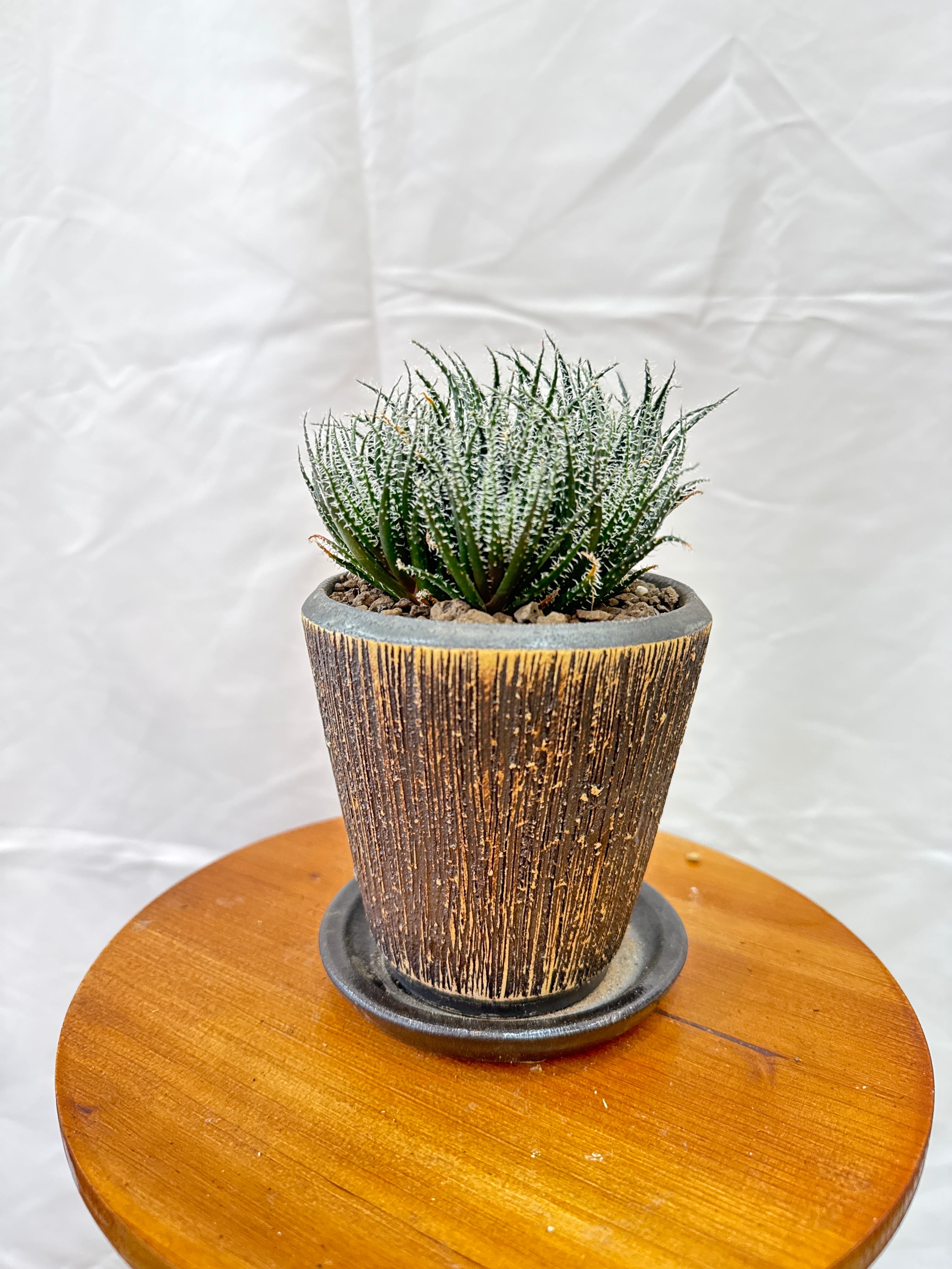 鉢植えセット］アロエ ハオルチオイデス | Gardenえん 【観葉熱帯植物】