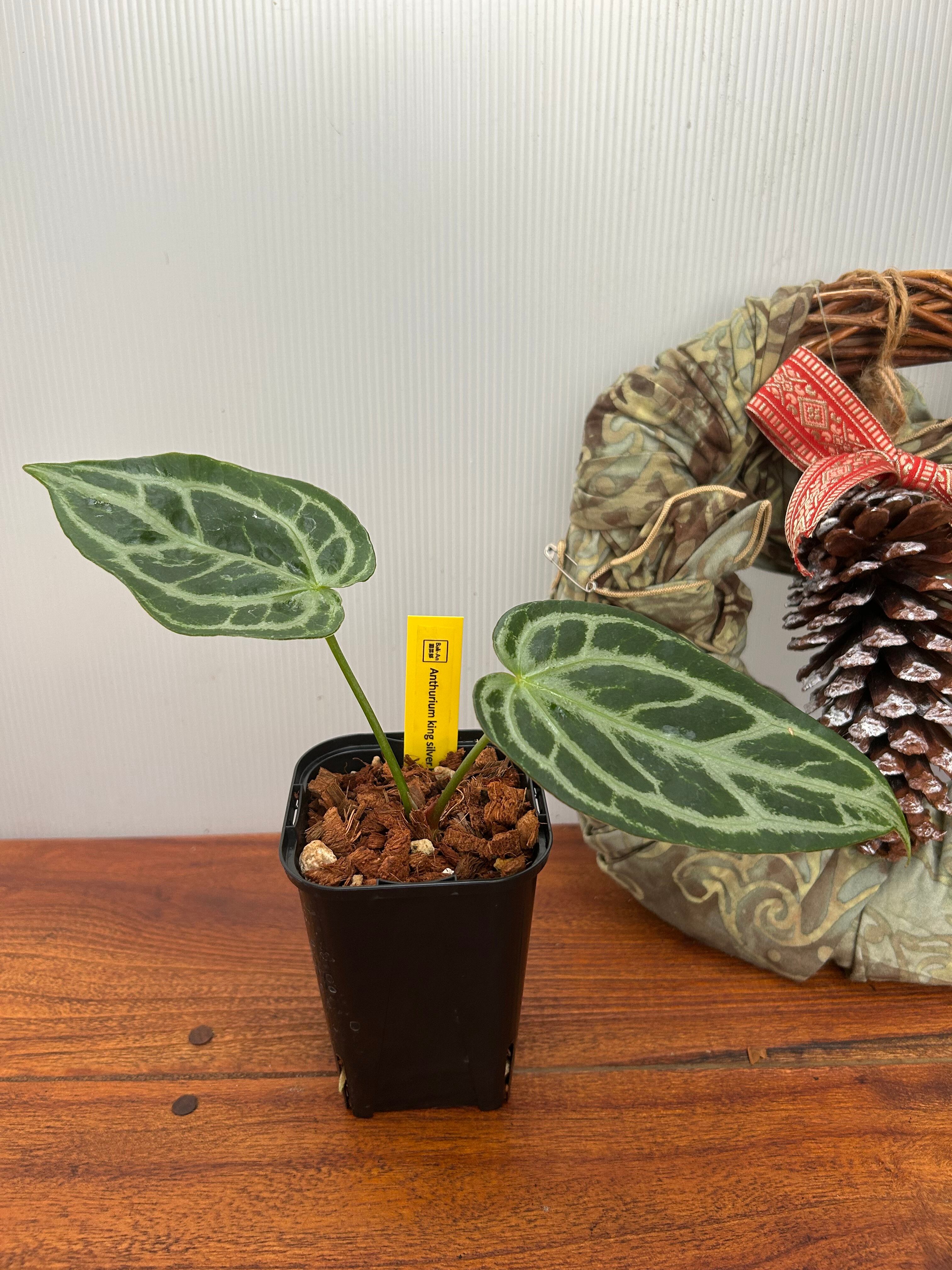 Anthurium | BA PLants