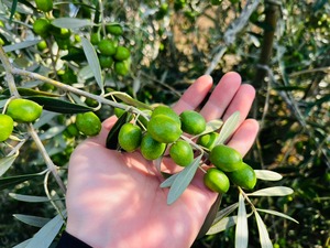 横浜オリーブ Primo Verde エクストラ バージン オリーブ オイル 150ml