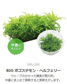 ロタラ・トゥルナデンシス 水中葉1本 | aquarium shop earth