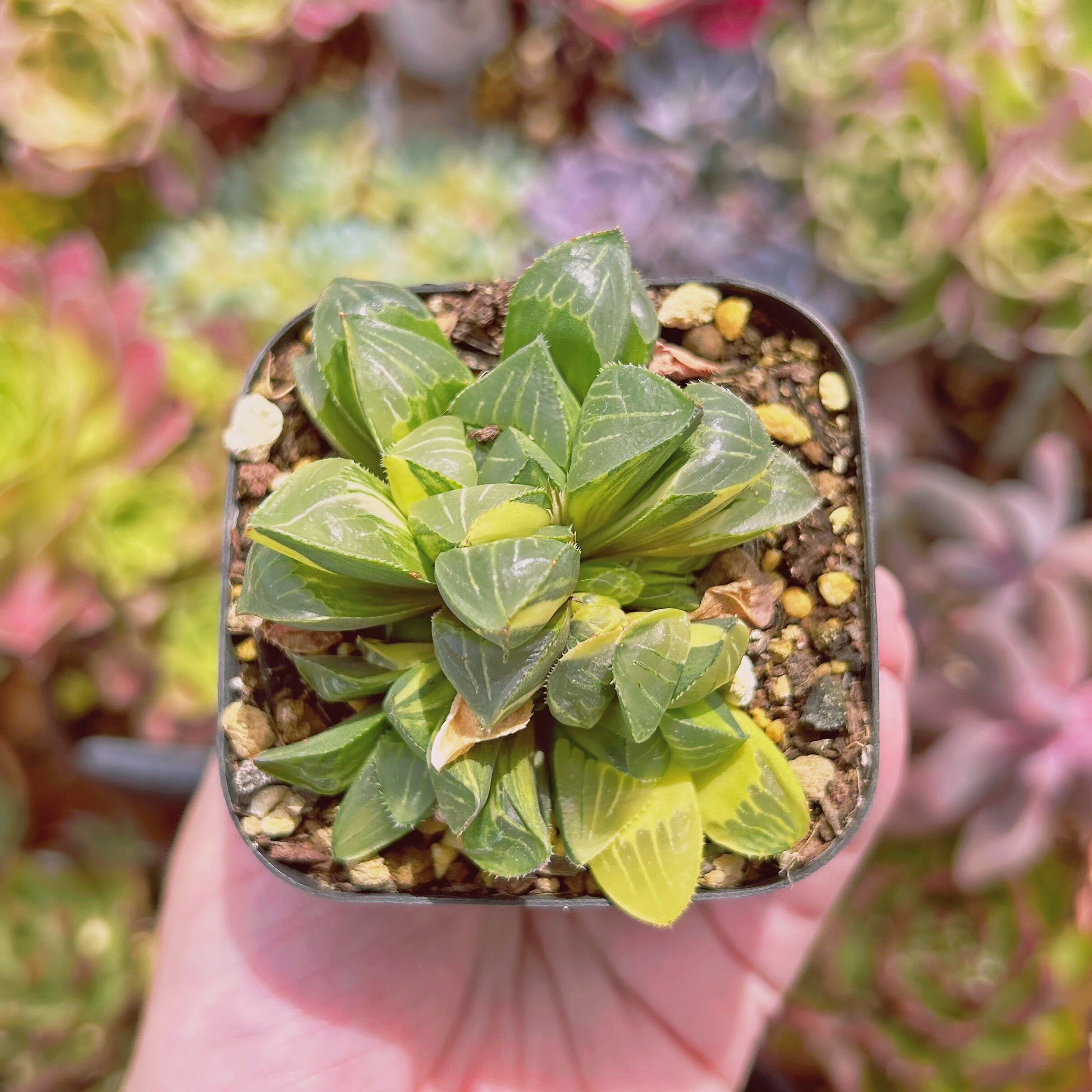 #2208現物　多肉植物　姫寿錦　抜き苗