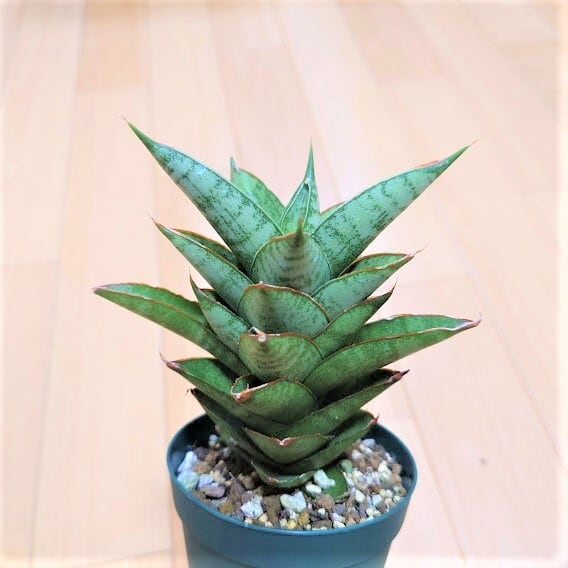 サンスベリア パゴダ 1 Sansevieria Pagoda hyb