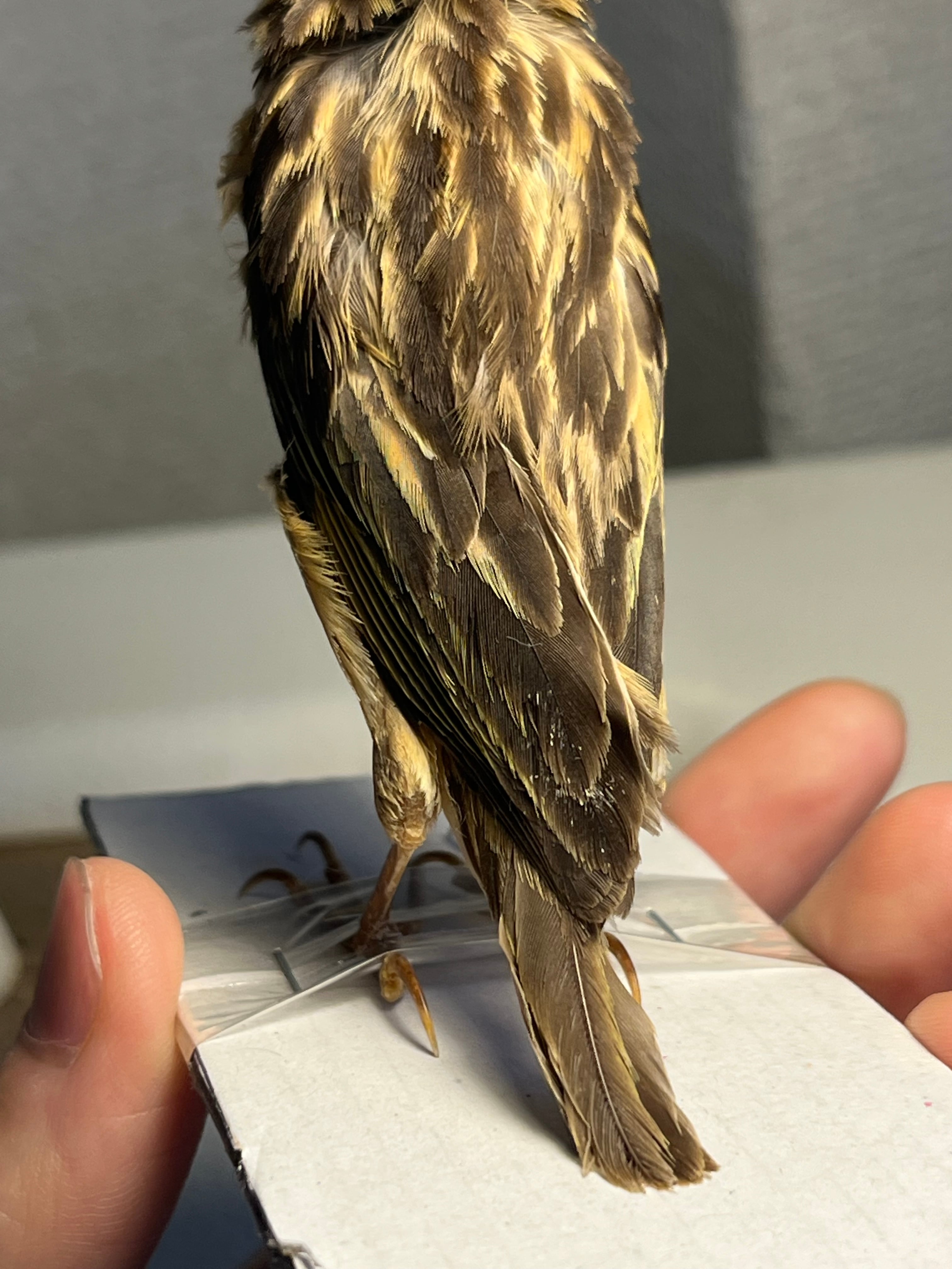 【鳥剥製】コウヨウジャク 標本 streaked weaver 鳥剥製】コウヨウジャク 標本 streaked weaver (Ploceus manyar) 野鳥