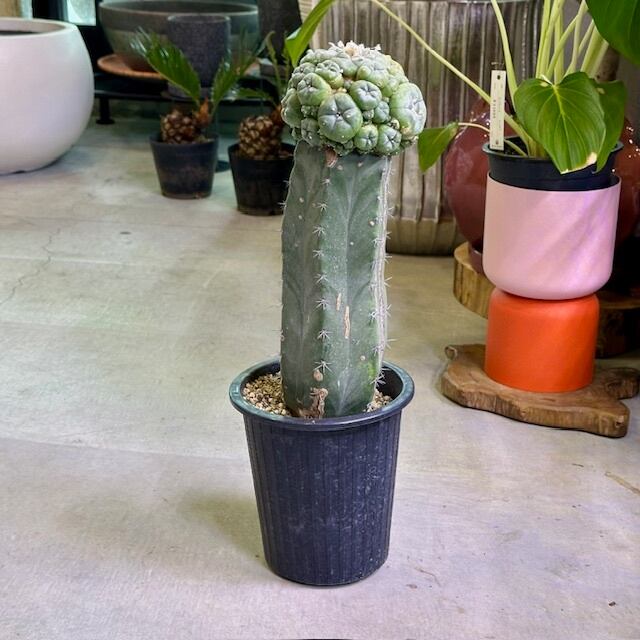 ロフォフォラ ペヨーテ(仔吹き鳥羽玉/ｳﾊﾞﾀﾏ) 接ぎ木サボテン