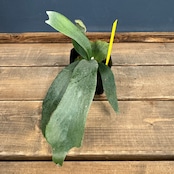 ビカクシダ Bifurcatum white【307】