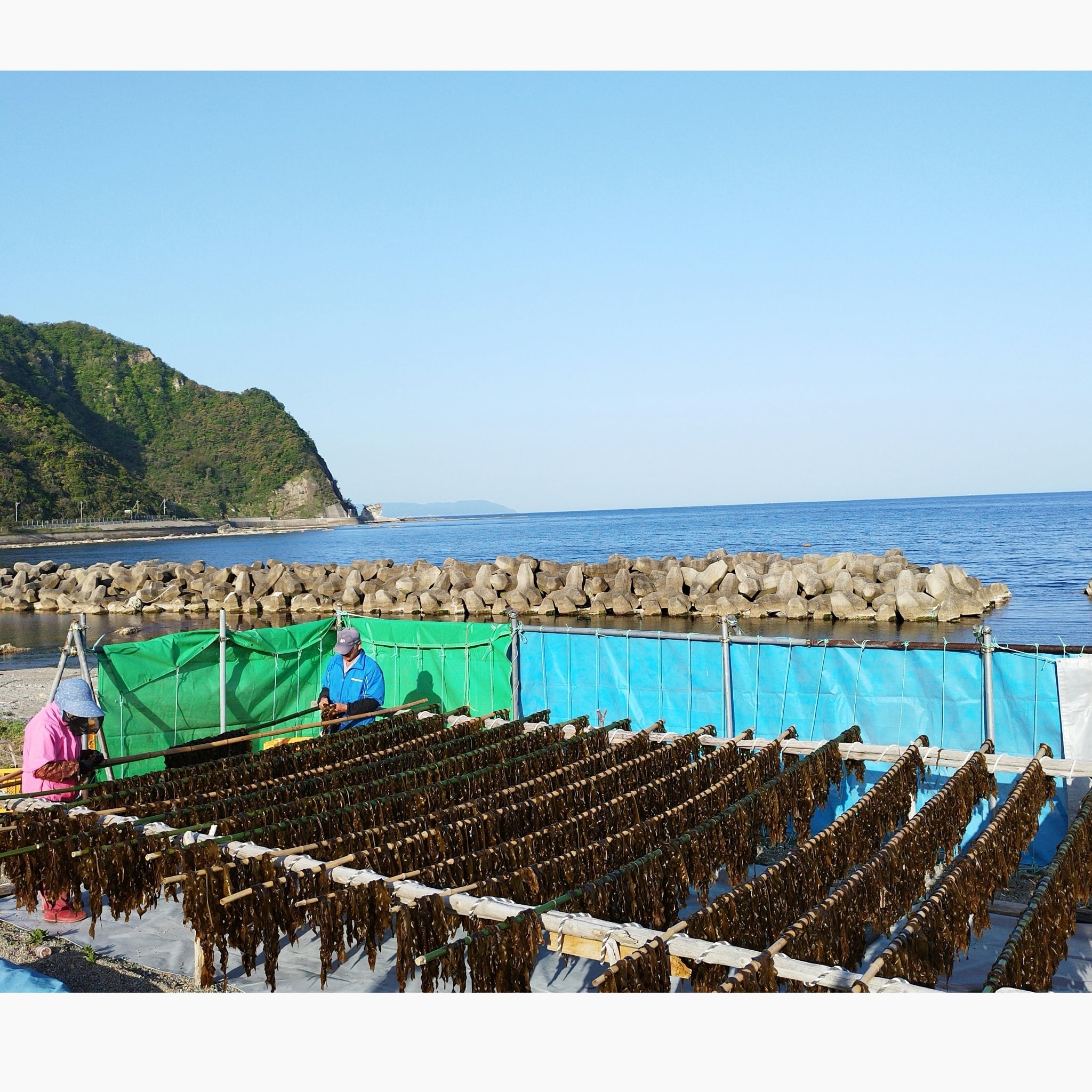 珠洲天然わかめ　45ｇ