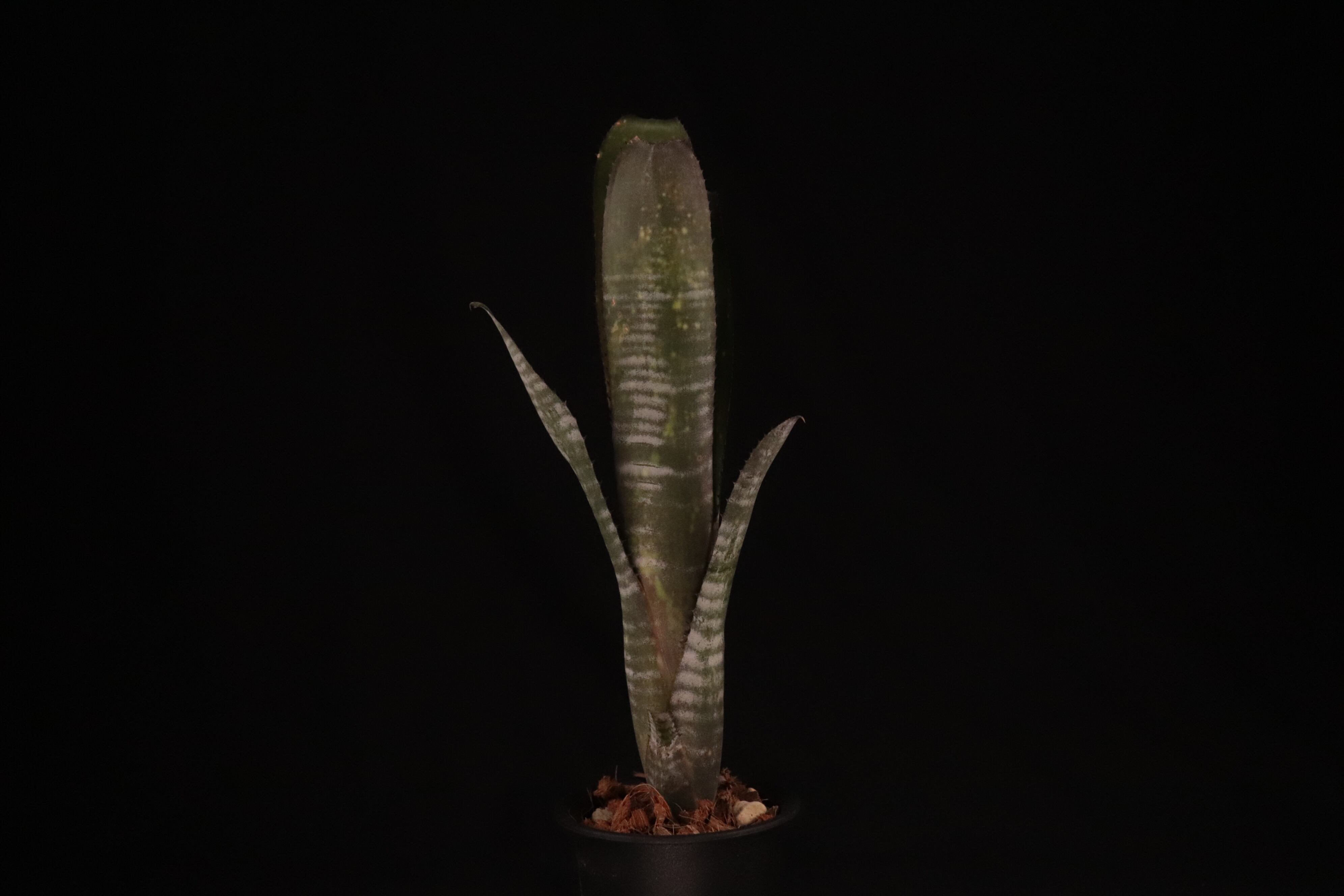 送料無料】Billbergia 'Moulin Rouge'〔ビルベルギア〕現品発送B0204