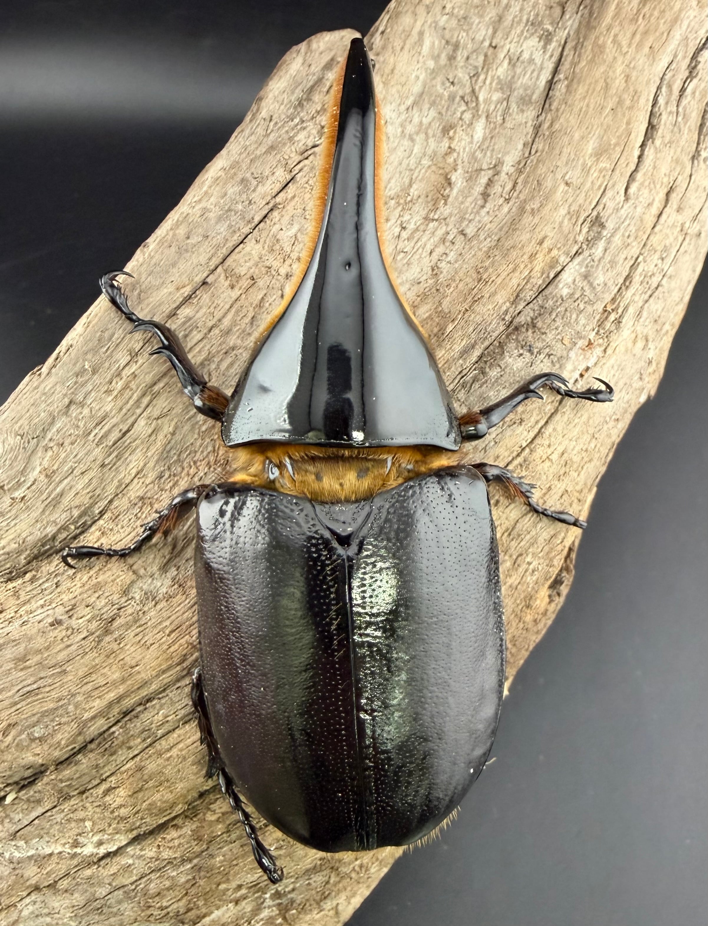 サタンオオカブト 101mm ペア》ブリーダー様委託個体 | KPW公式