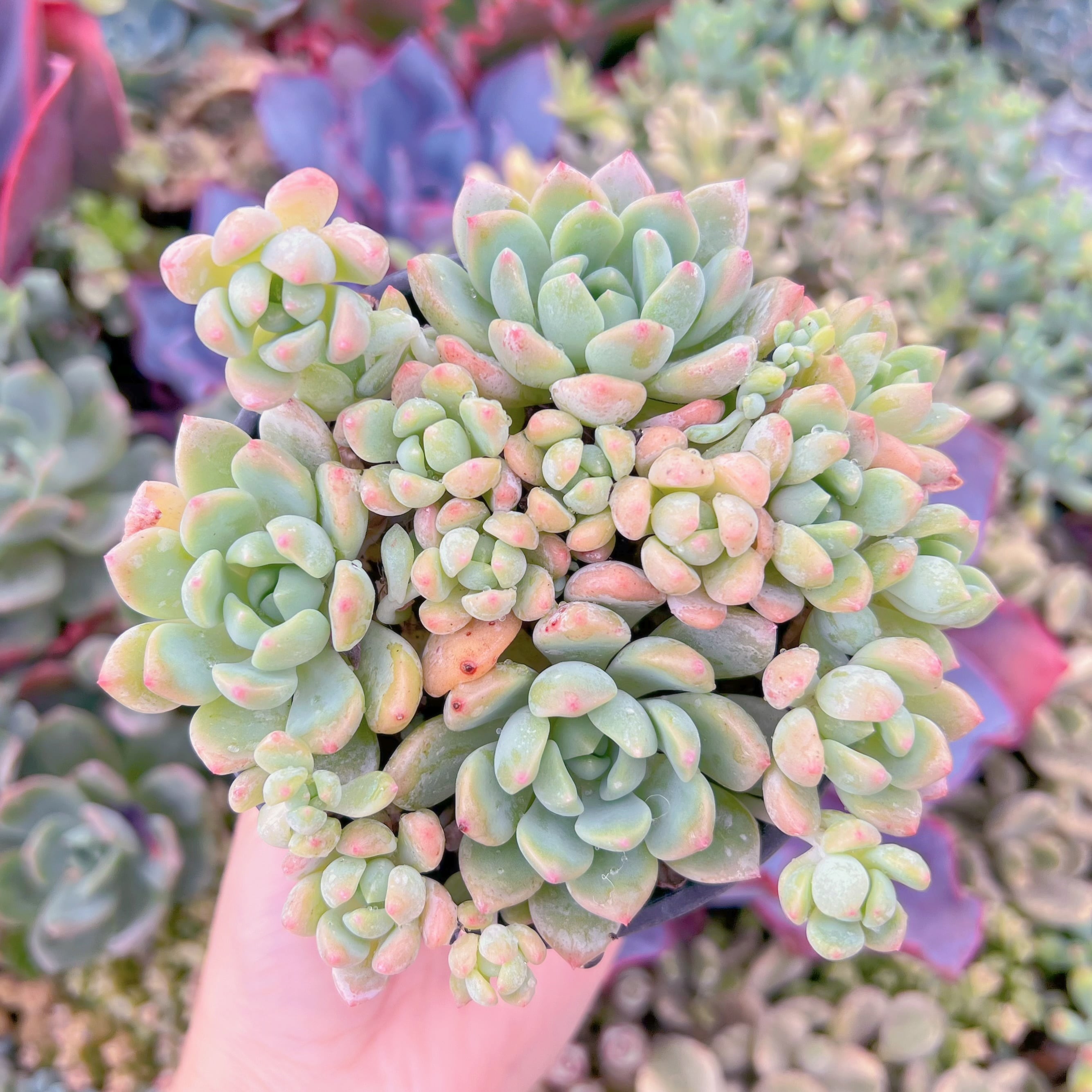 現品　プロリフェラxラウル#K471　群生　るる農園