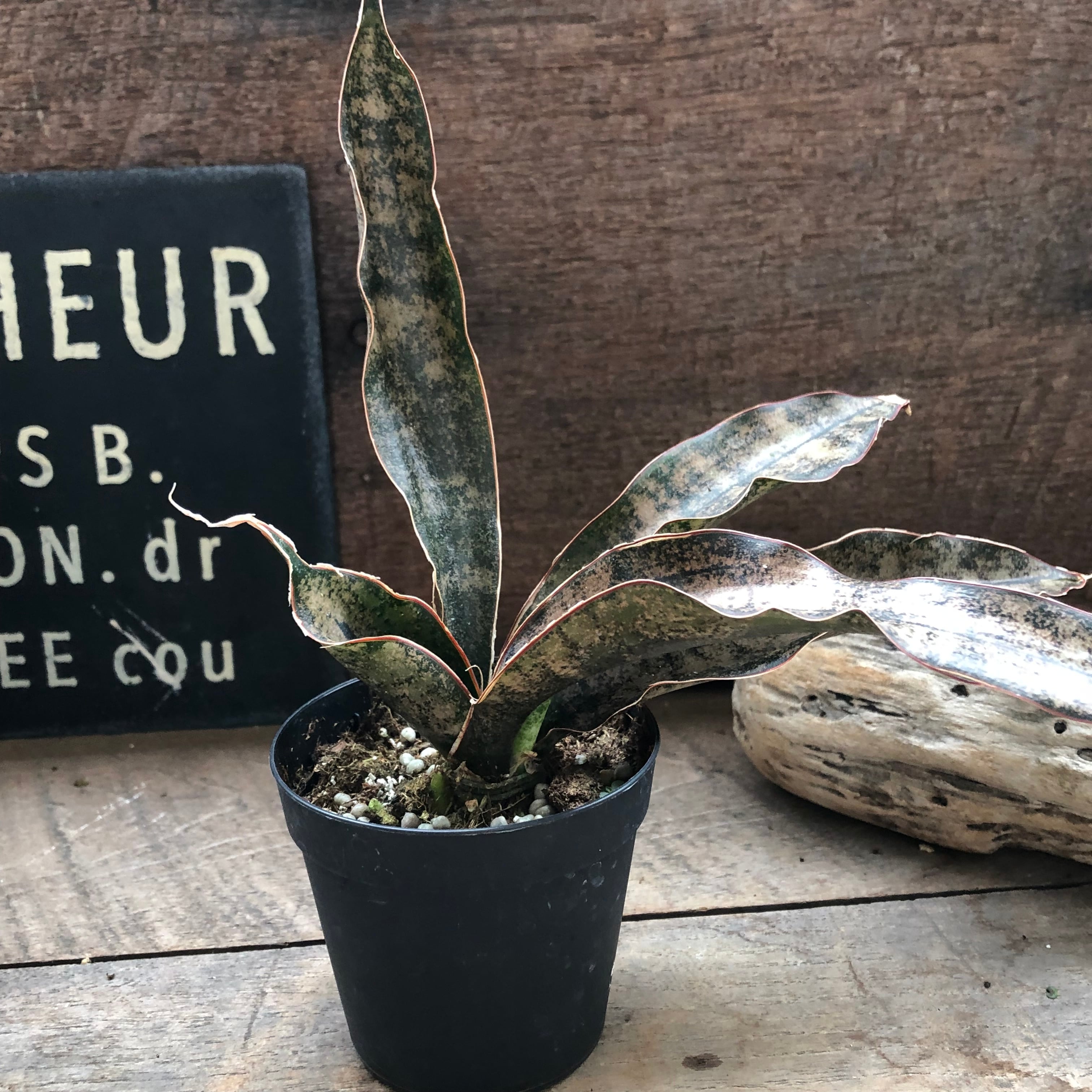 希少♡キルキーコパートン♡サンスベリア♡観葉植物♡多肉植物