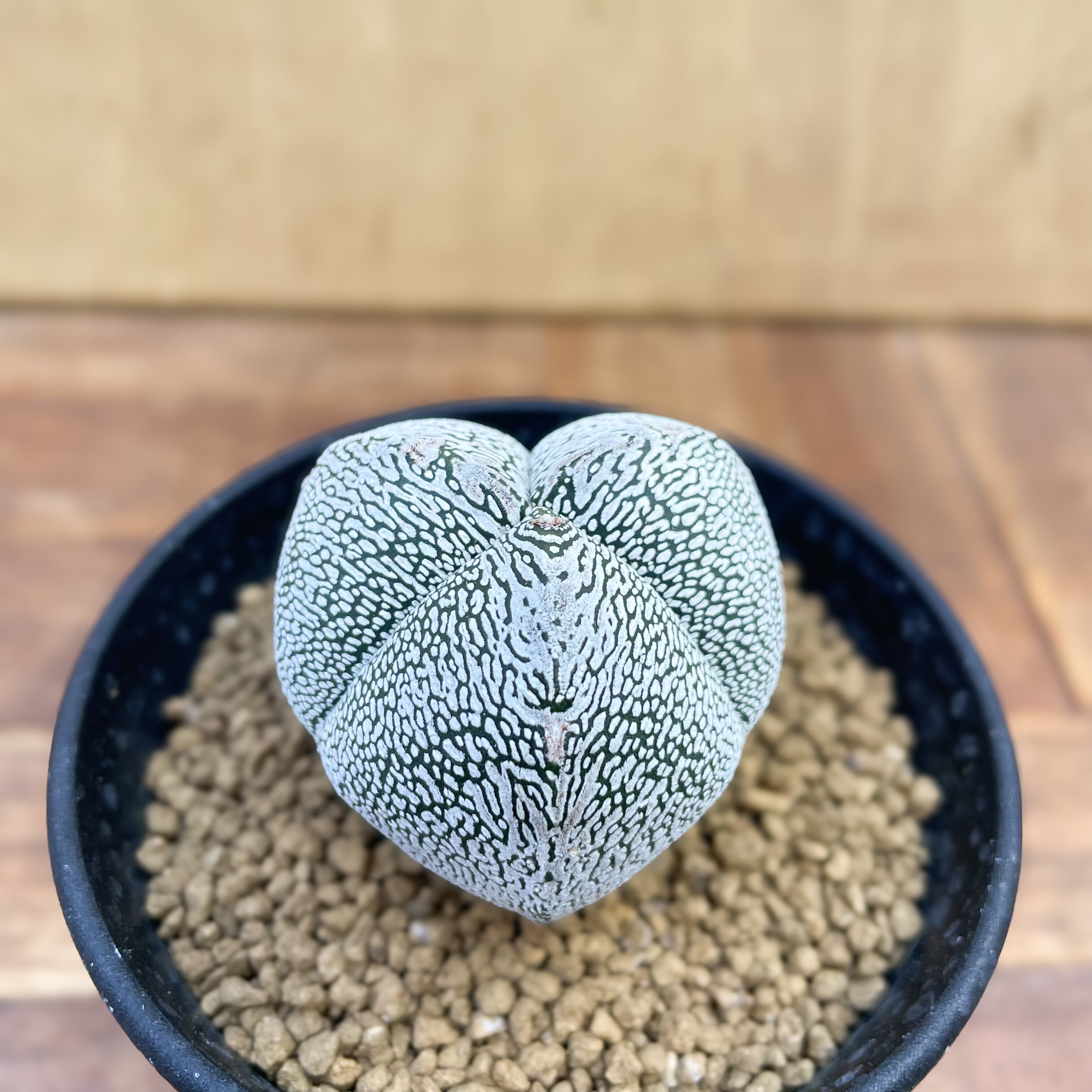 Astrophytum 【アストロフィツム・三角恩塚ランポー玉】 | RIMO'S
