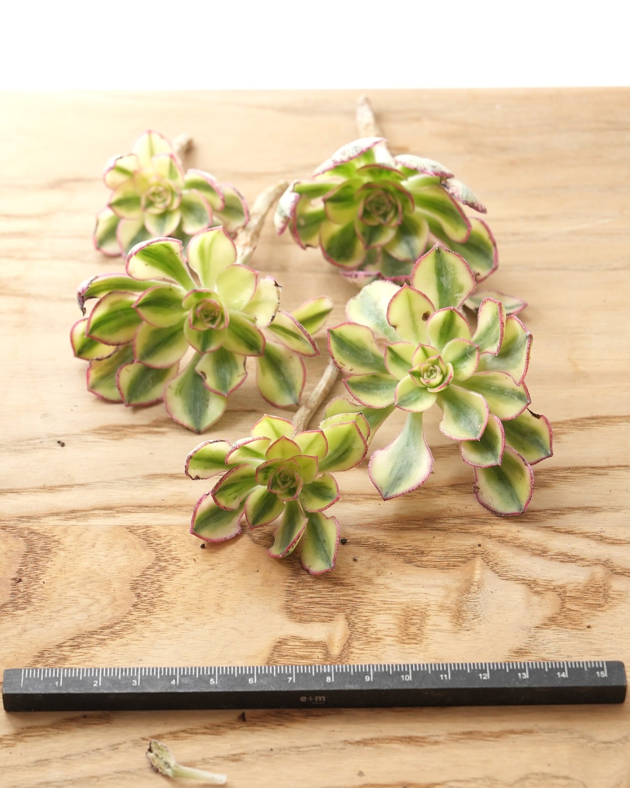 カット苗 アエオニウム 太陽神 サンゴッド ミニ株 Aeonium 'Sun God'