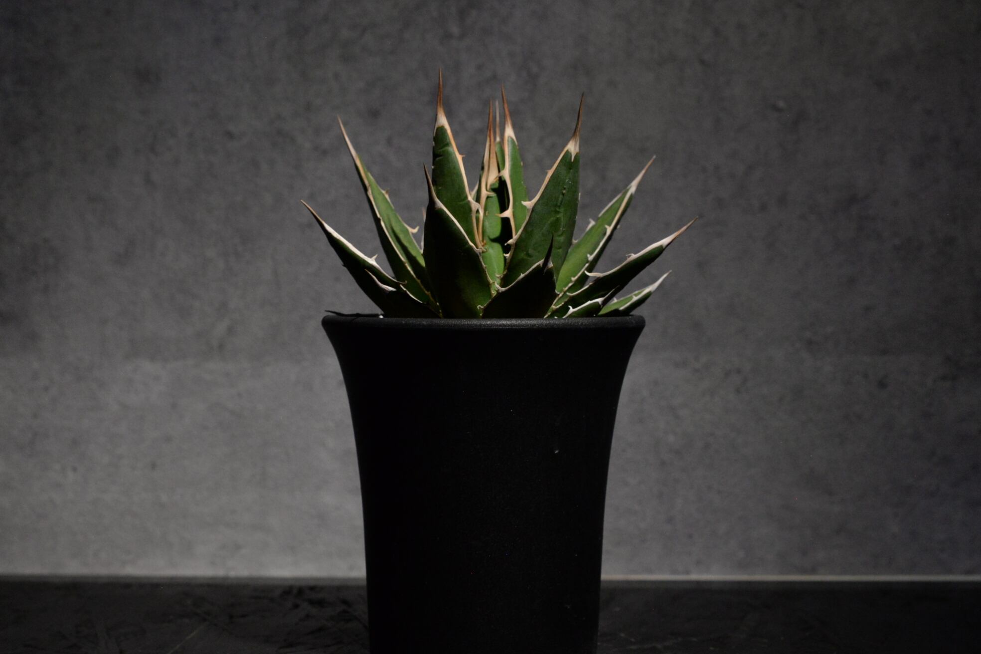 アガベ ホリダ ペロテンシス | N collect plants