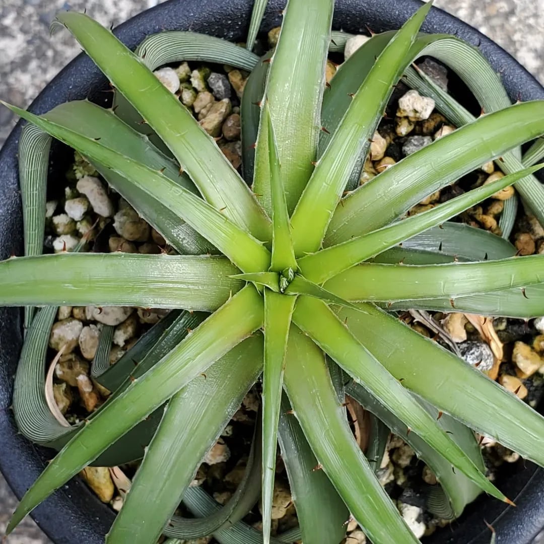 F00152_Dyckia rariflora：ディッキア・ラリフローラ（子株） | レア