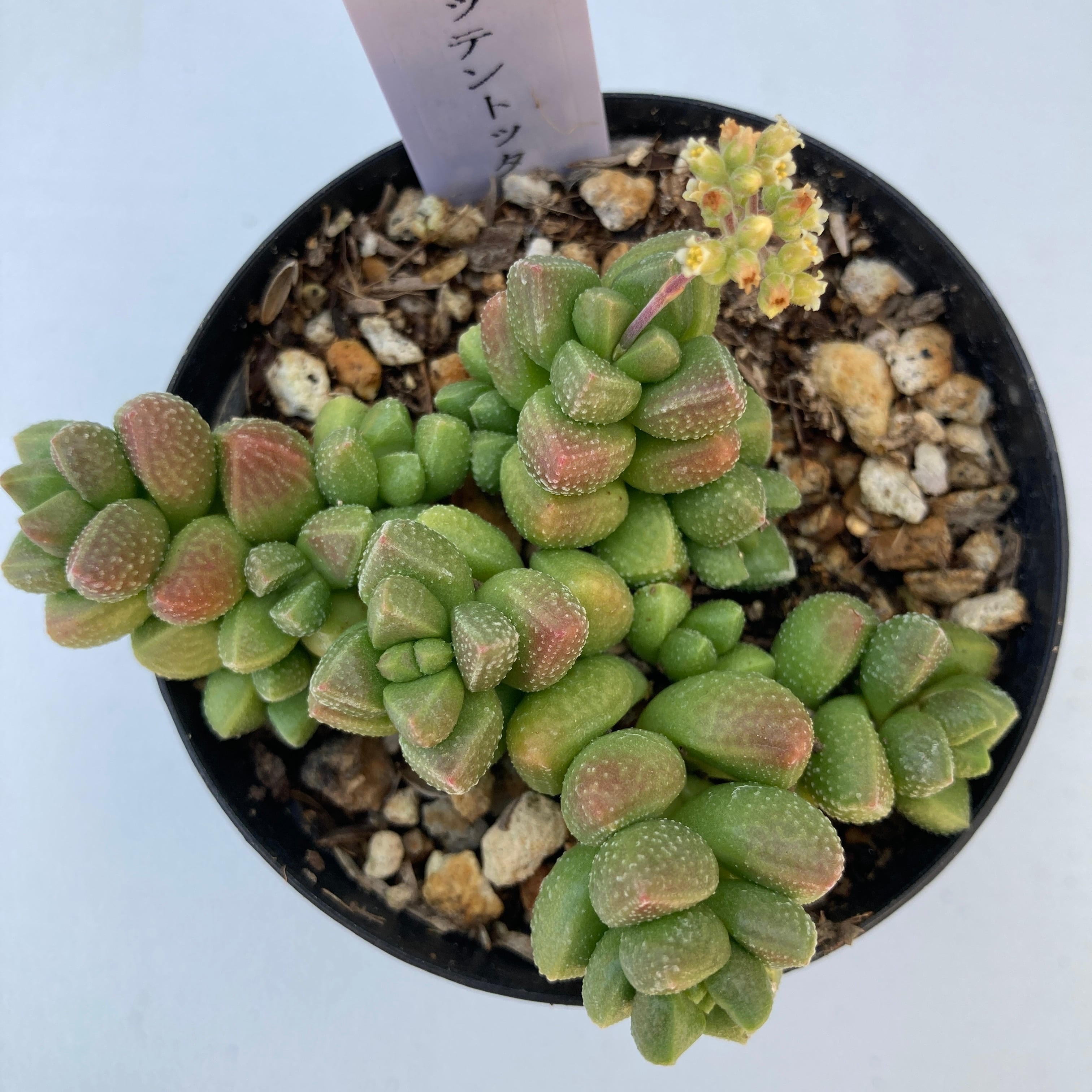 多肉植物  クラッスラ ルブリカウリス　キャンディケイン 抜き苗 1月10日【多肉植物】星系以外のクラッスラ | 多肉、虫好きの