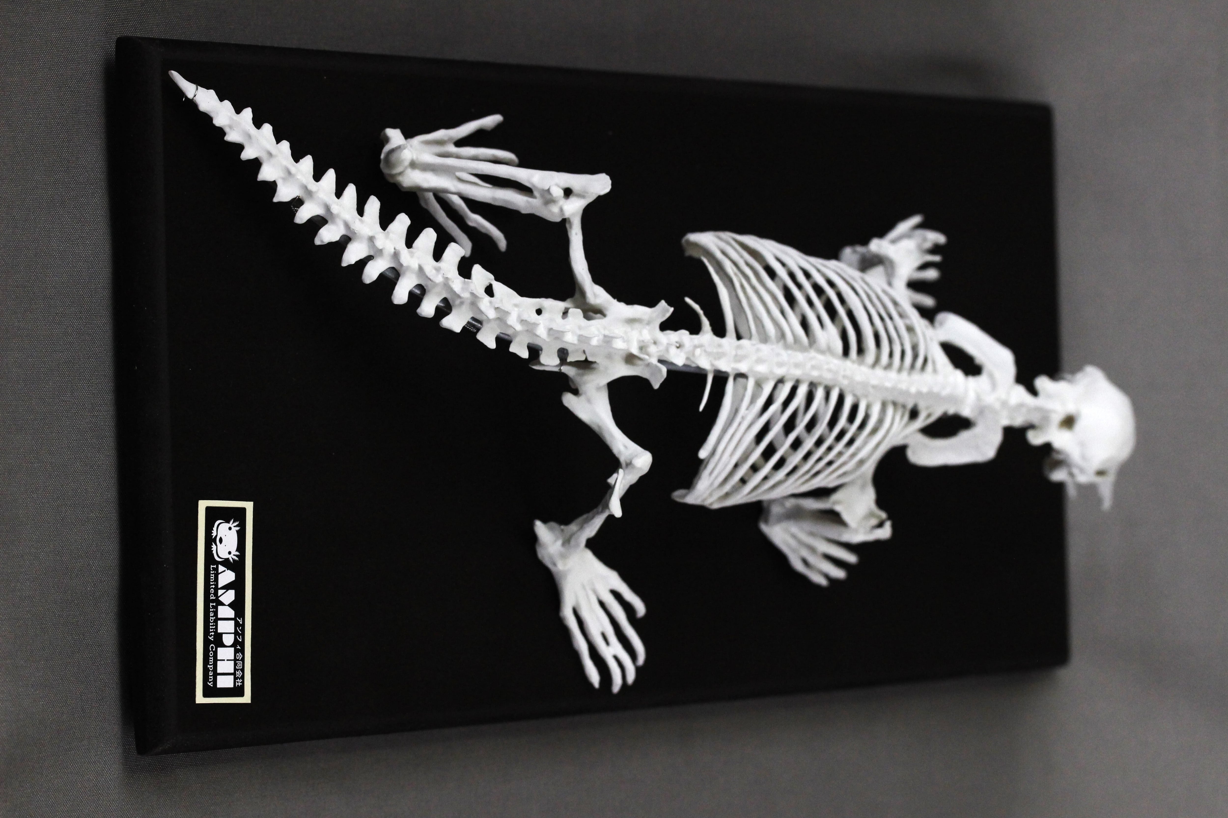 カモノハシ 縮小全身骨格レプリカ Platypus, miniature whole body