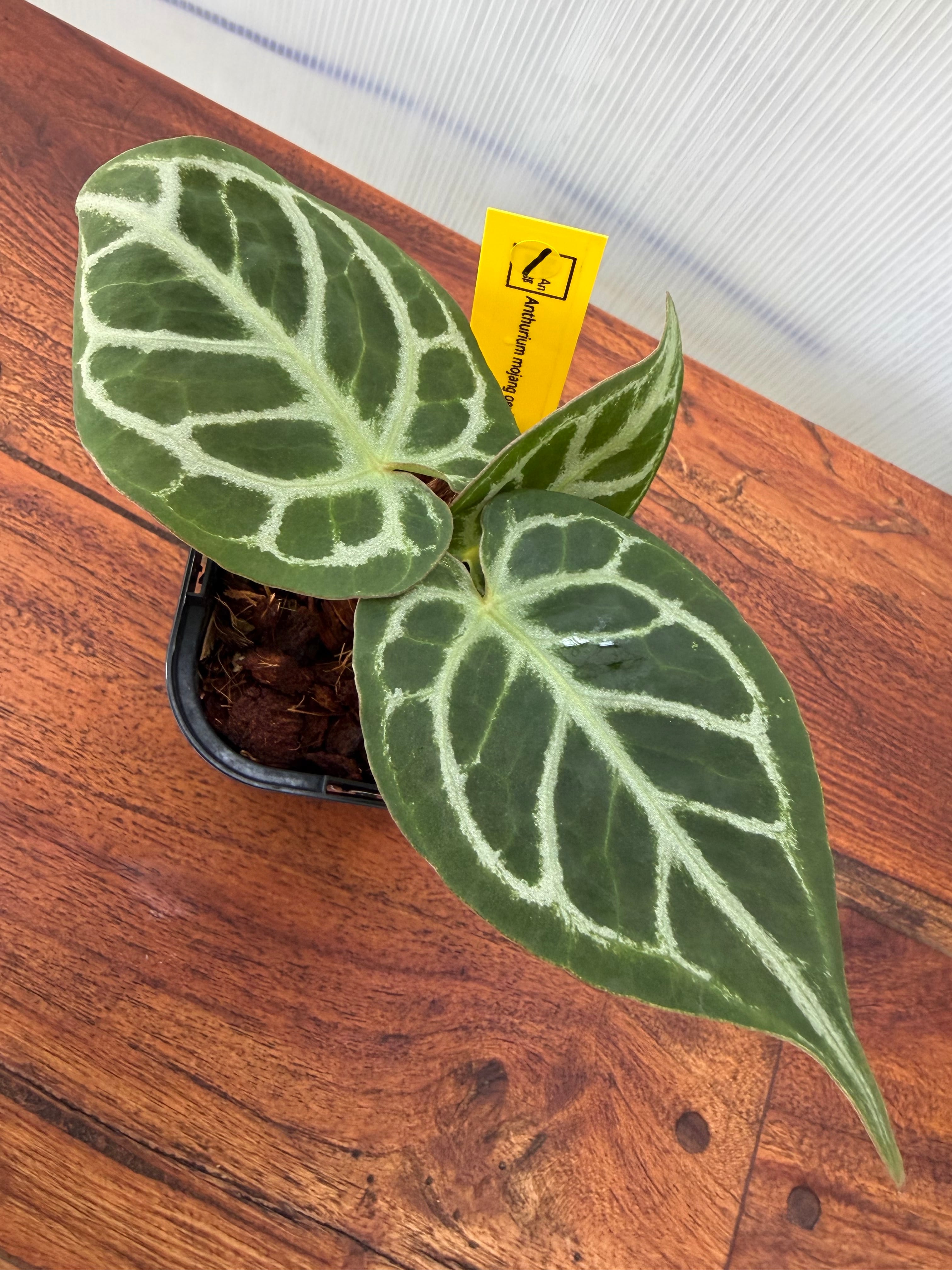 Anthurium | BALI-AN 園芸