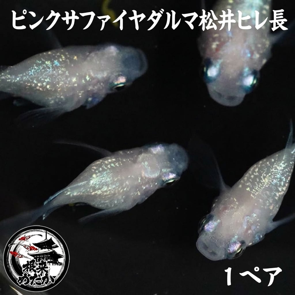 〖1ペア〗ピンクサファイヤダルマ松井ヒレ長メダカ 成魚 1.5～2cm｜改良メダカ
