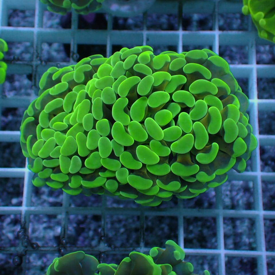 ナガレハナサンゴ　(Green と Gold) セット ナガレハナサンゴ (Green と Gold) セット ナガレハナサンゴ