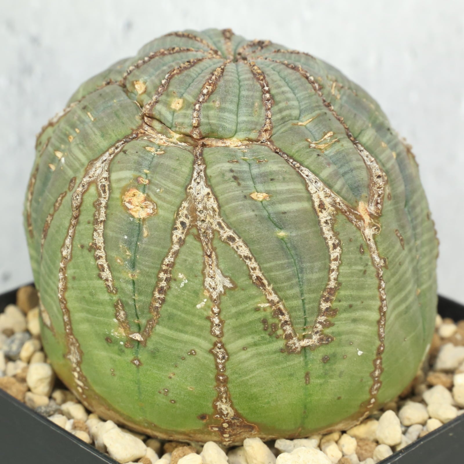 超特【輸入株・多稜】ユーフォルビア・オベサ 木質化10稜株