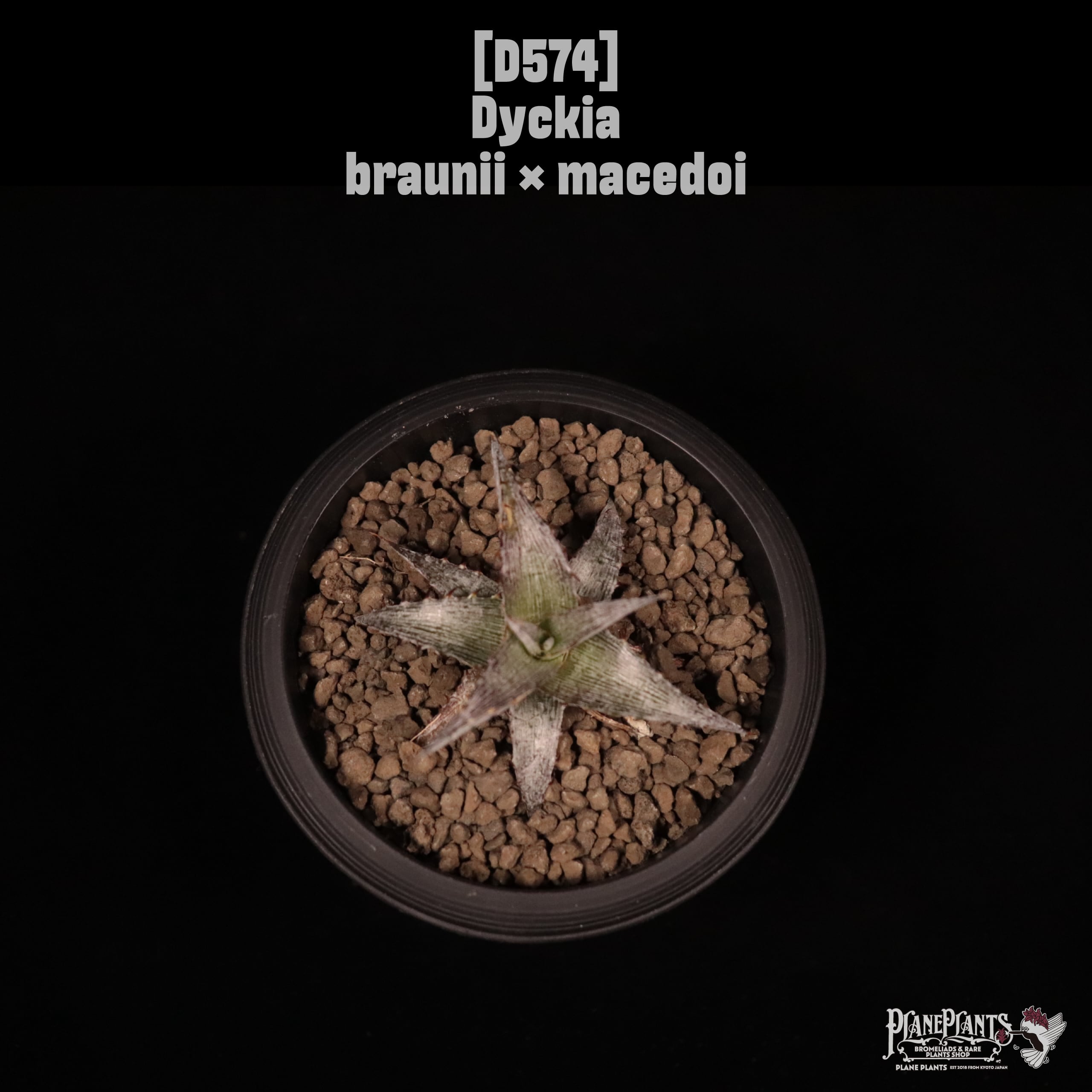 Dyckia braunii × macedoi〔ディッキア〕D574