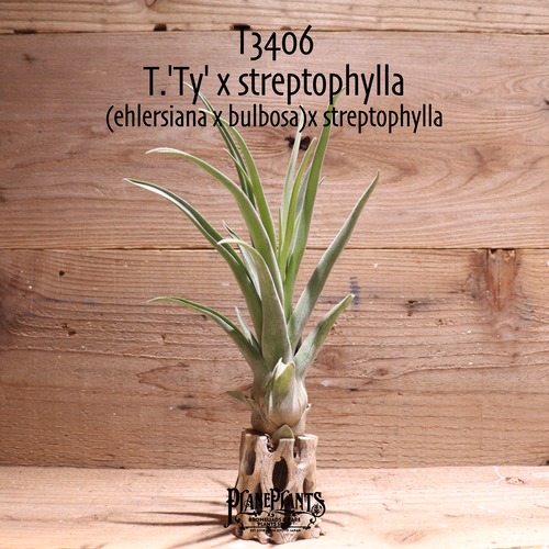 【送料無料】'Ty' x streptophylla〔エアプランツ〕現品発送T3406