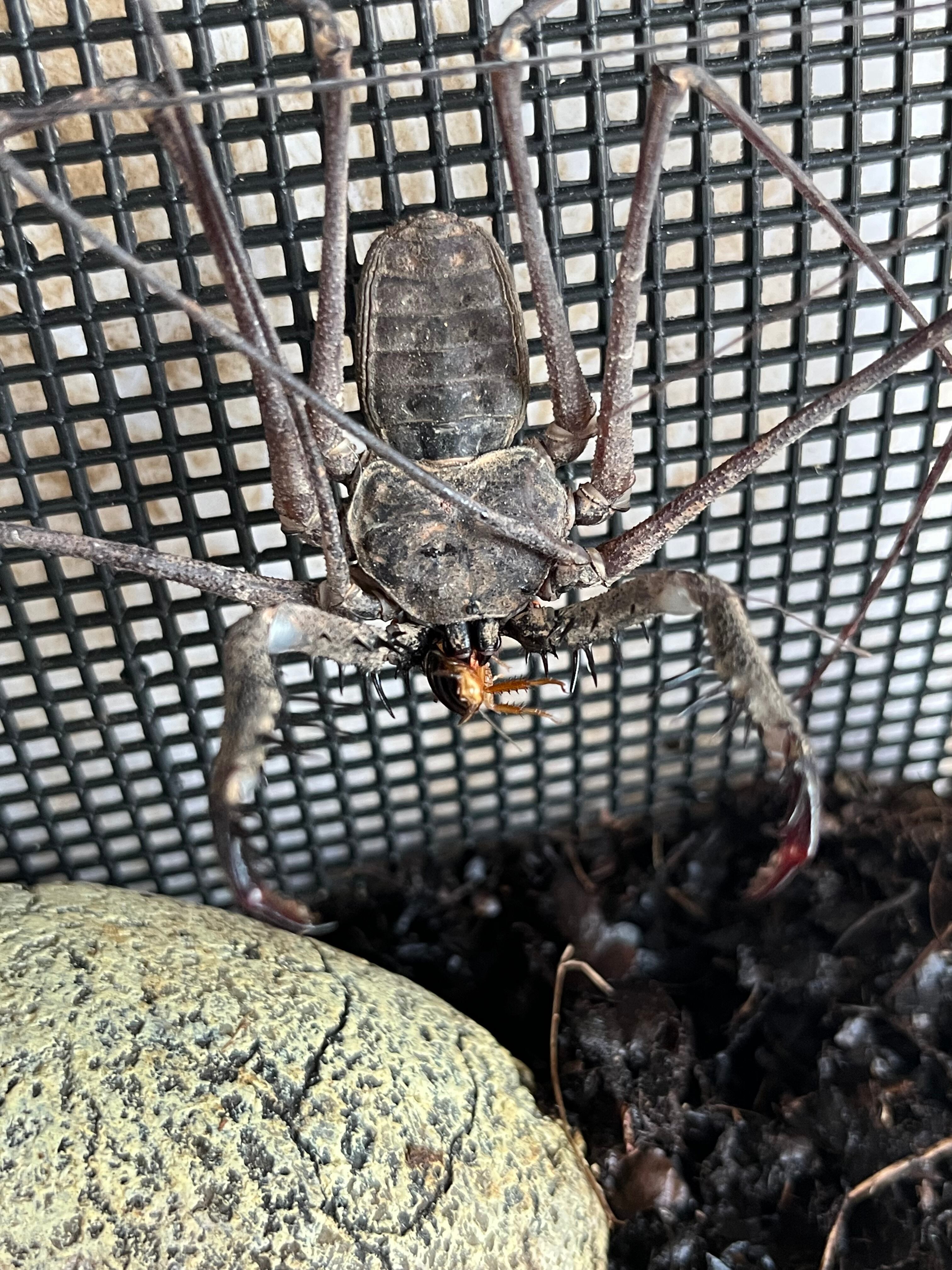 腕蟲希少種】Heterophrynus elephasウデムシ ヒヨケムシ 三大奇蟲